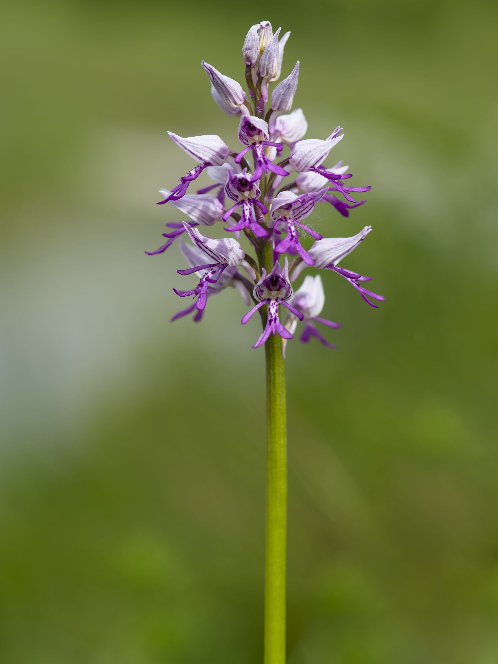 Orchis Militaris