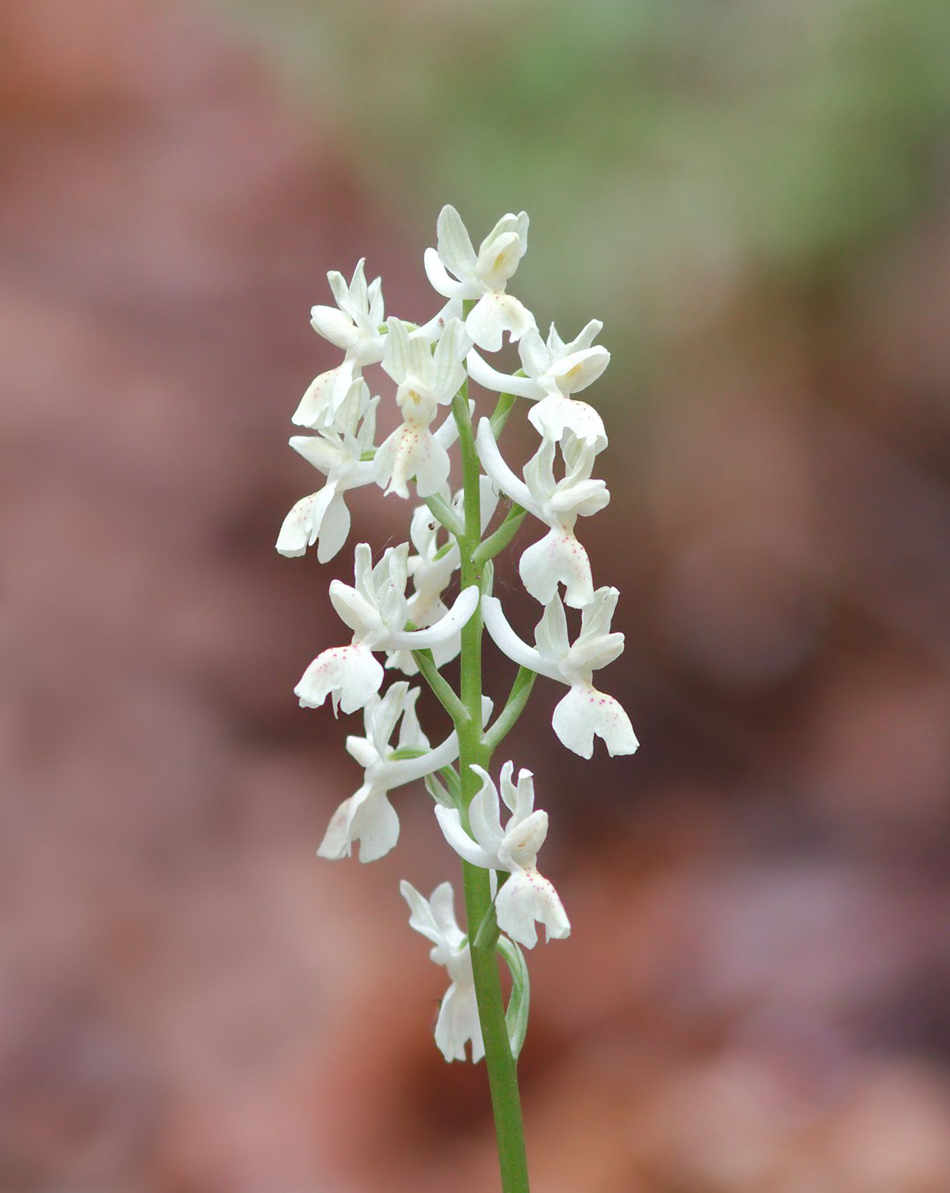 Orchis Provincialis