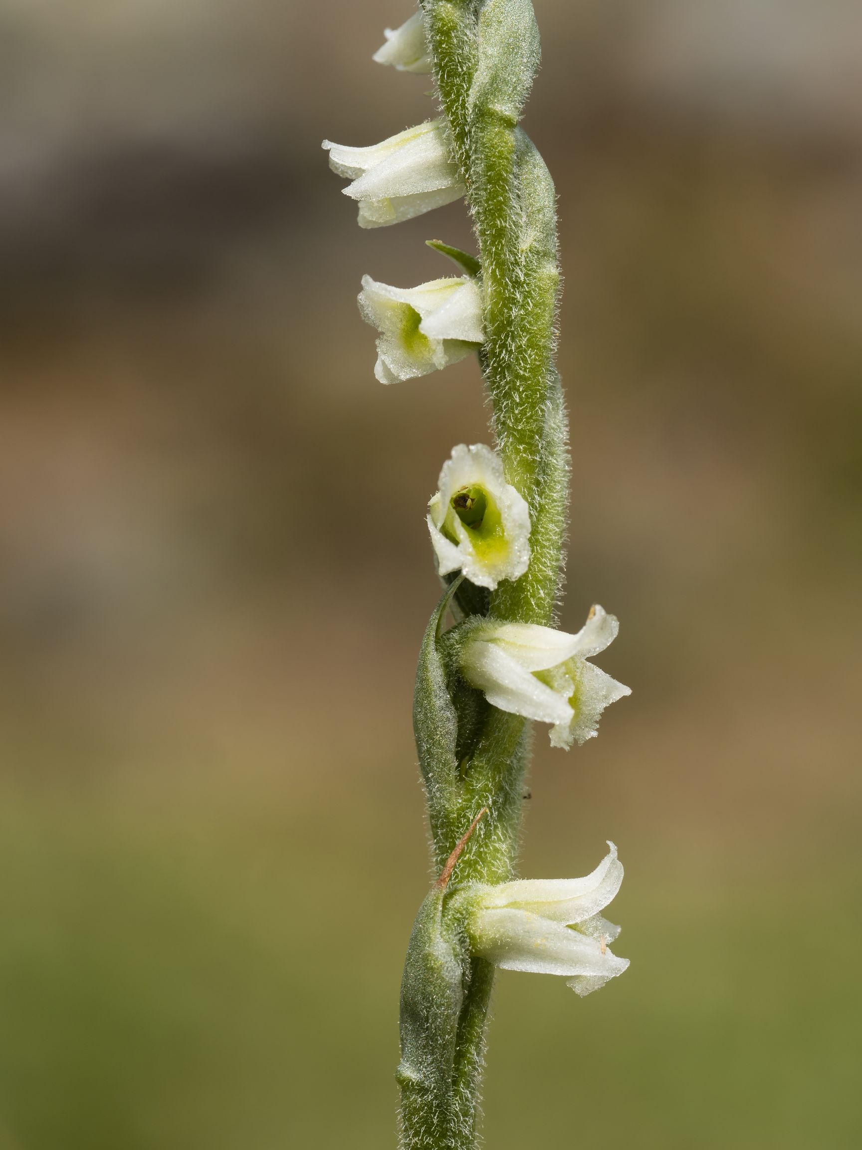 Spiranthes Spiralis