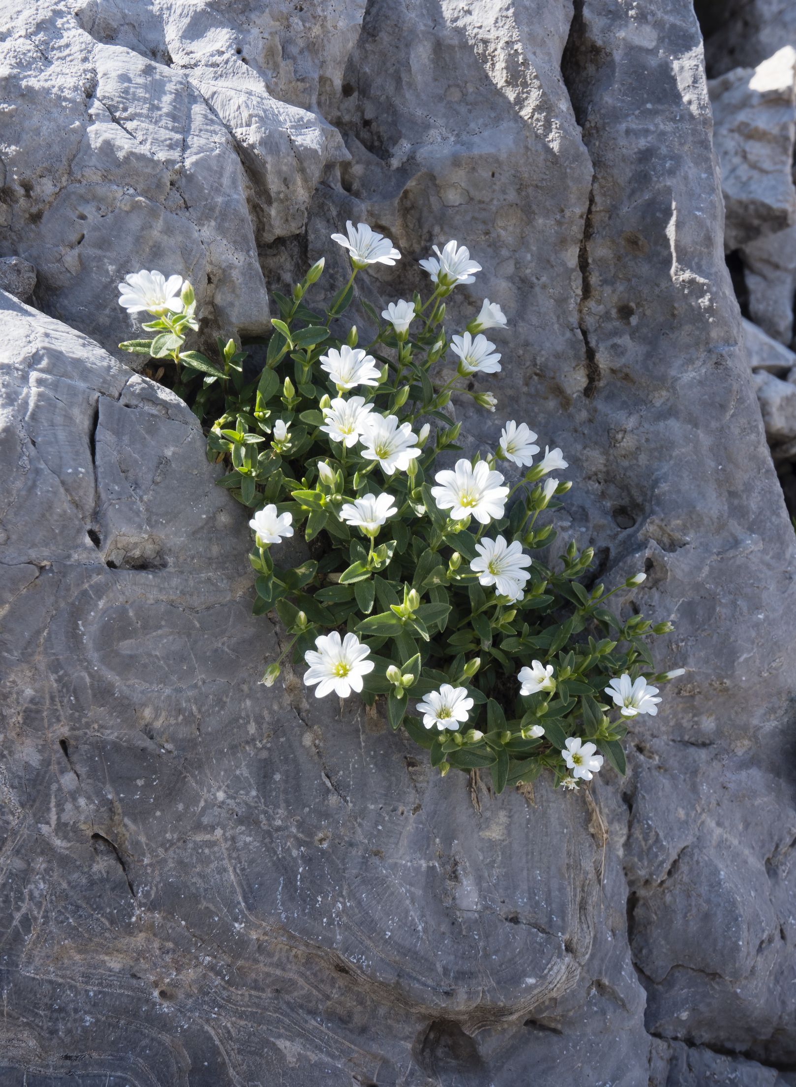 Cerastium Uniflorum