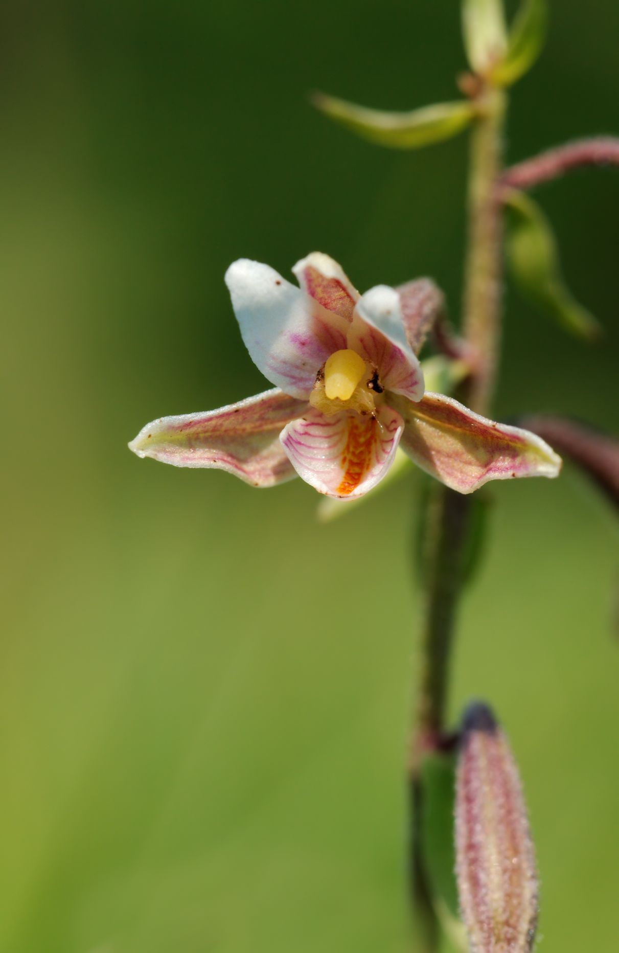 Epipactis Palustris