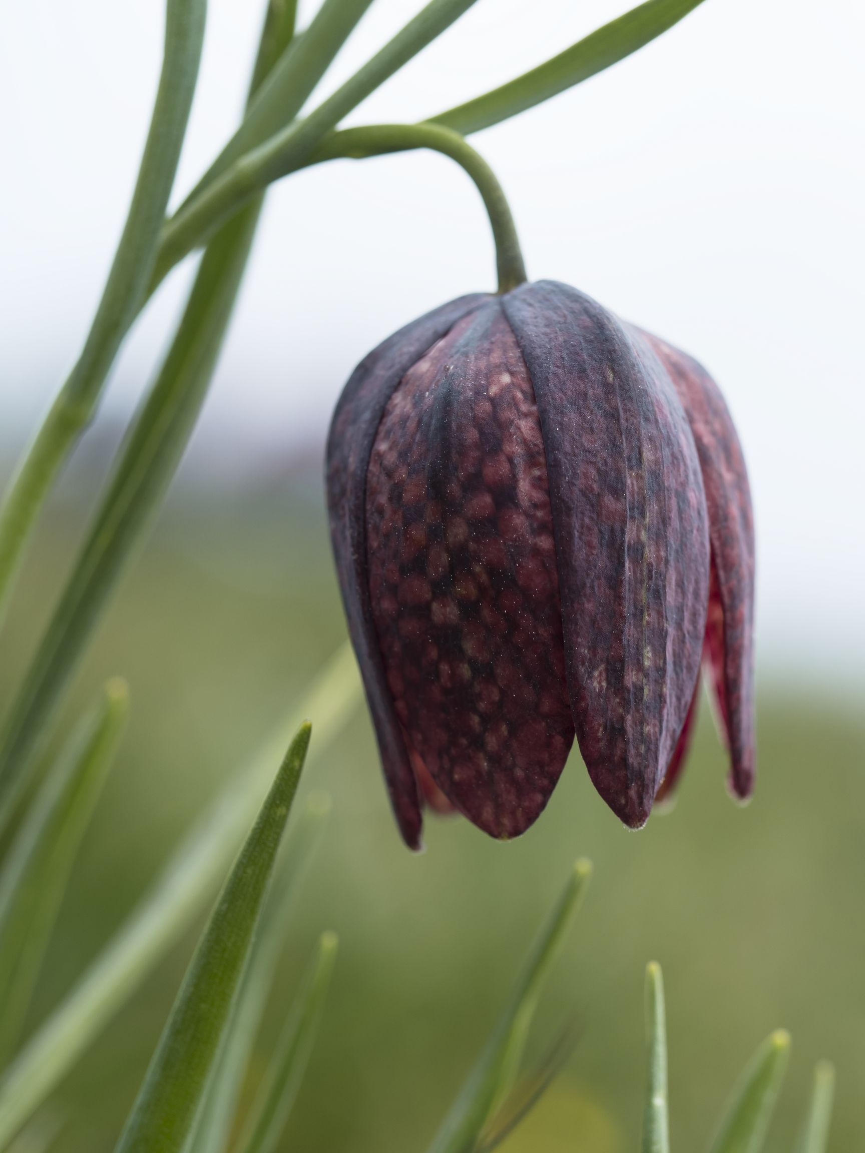 Fritillaria Tubiformis