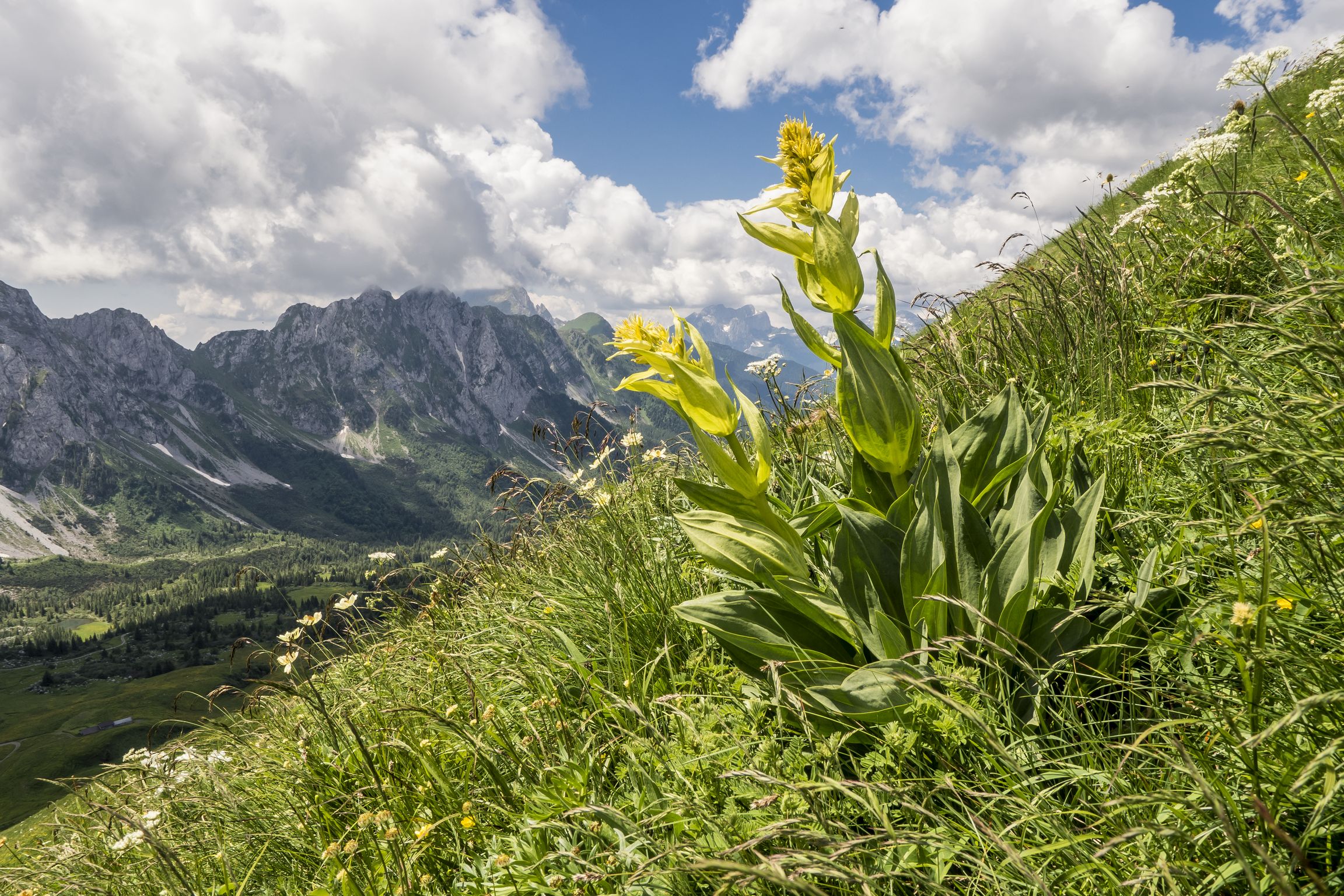Gentiana Lutea