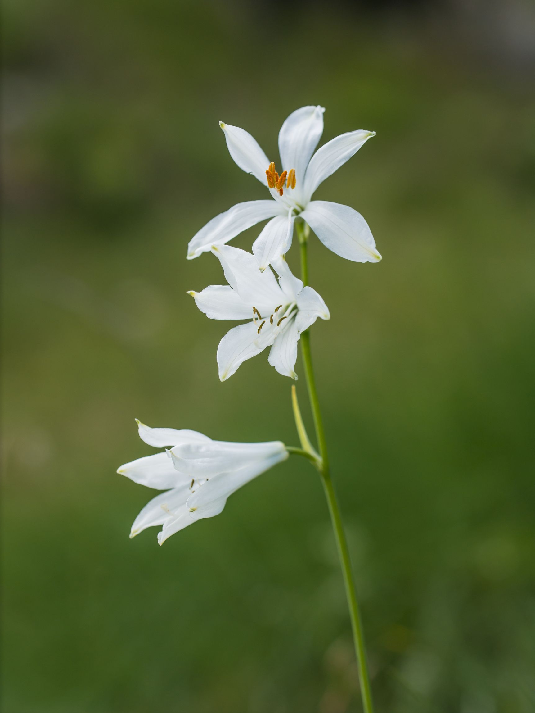 Paradisea Liliastrum