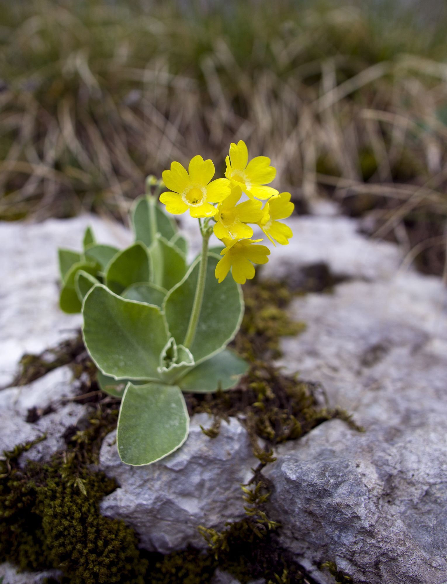 Primula Auricula