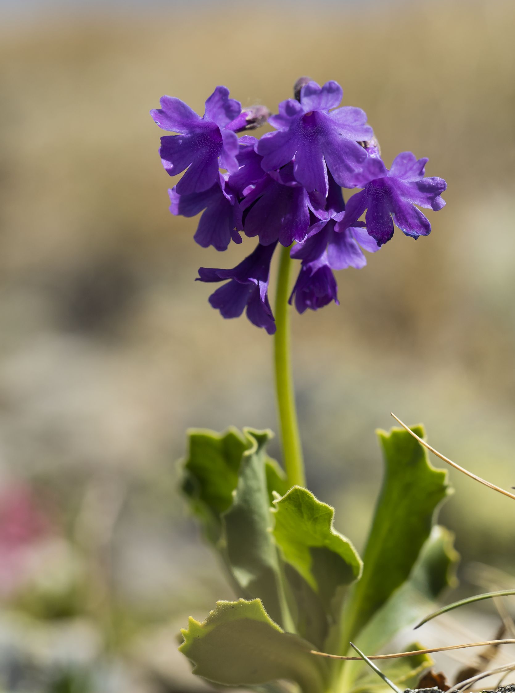 Primula Latifolia
