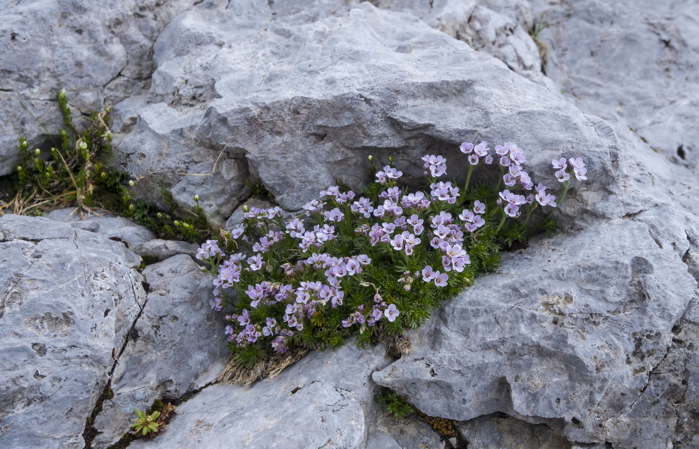 Thlaspi Rotundifolium