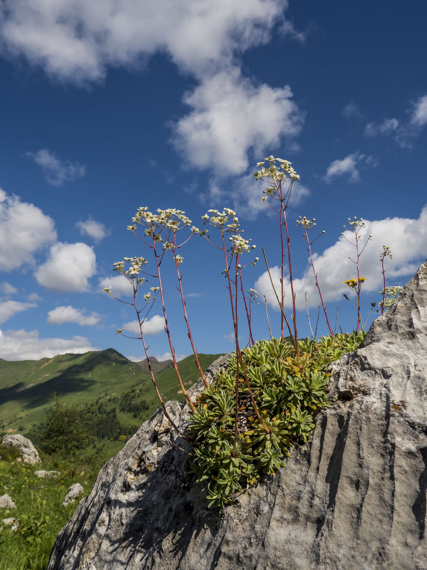 Saxifraga Hostii
