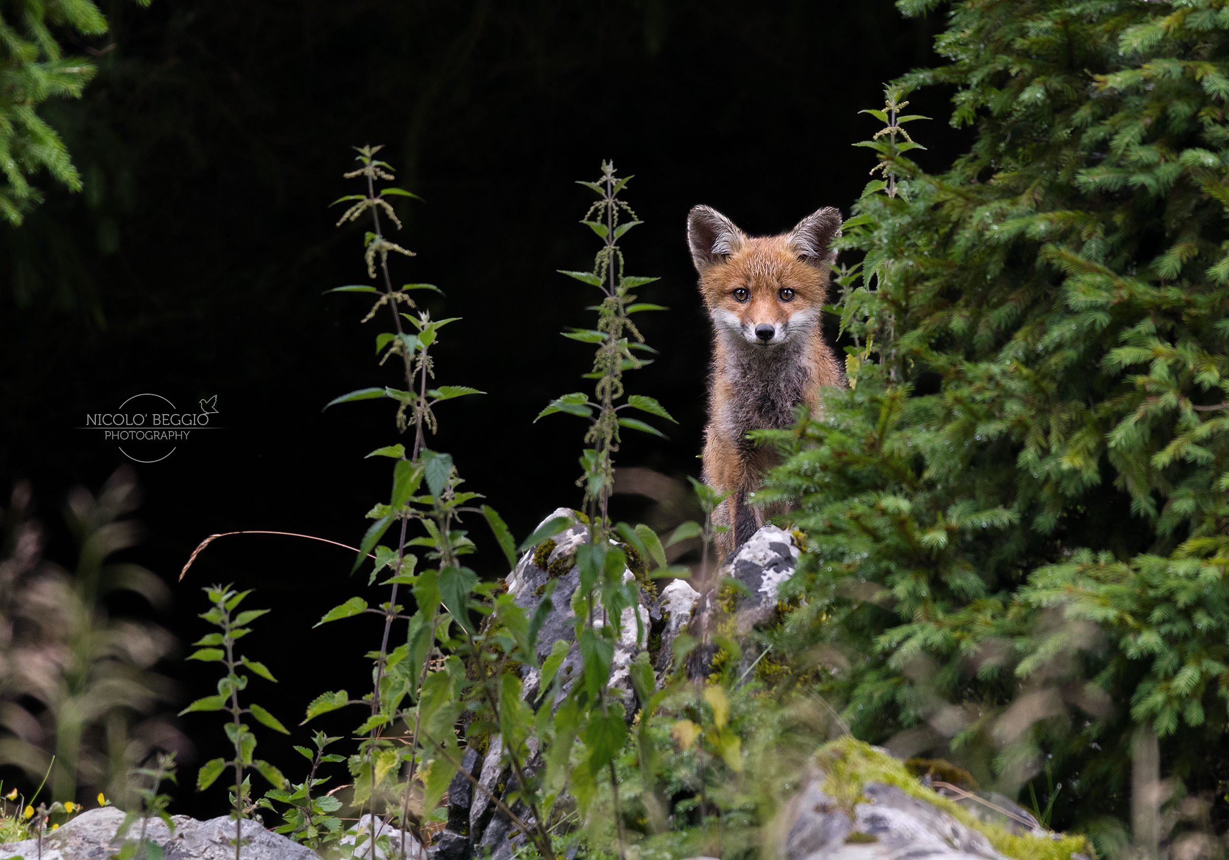 Curious Volpacchiotto