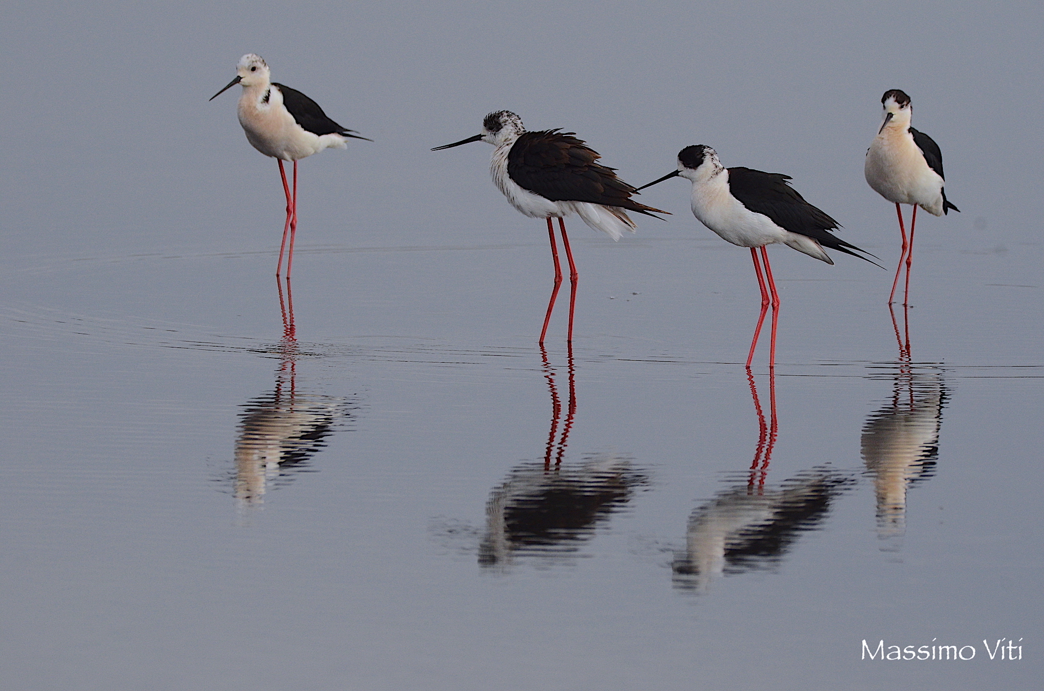 " Fotopittura " Cavalieri d'Italia