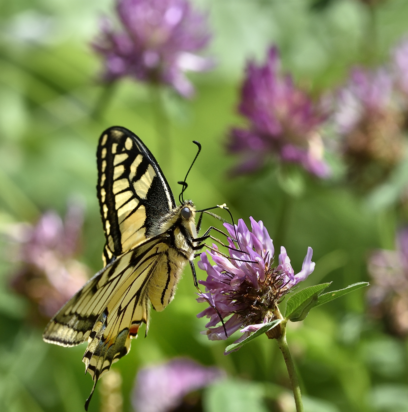 bella tra i fiori...