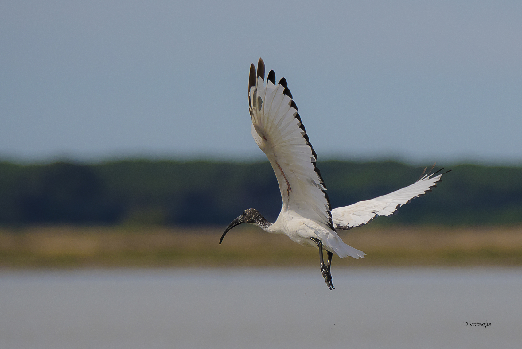Ibis in volo