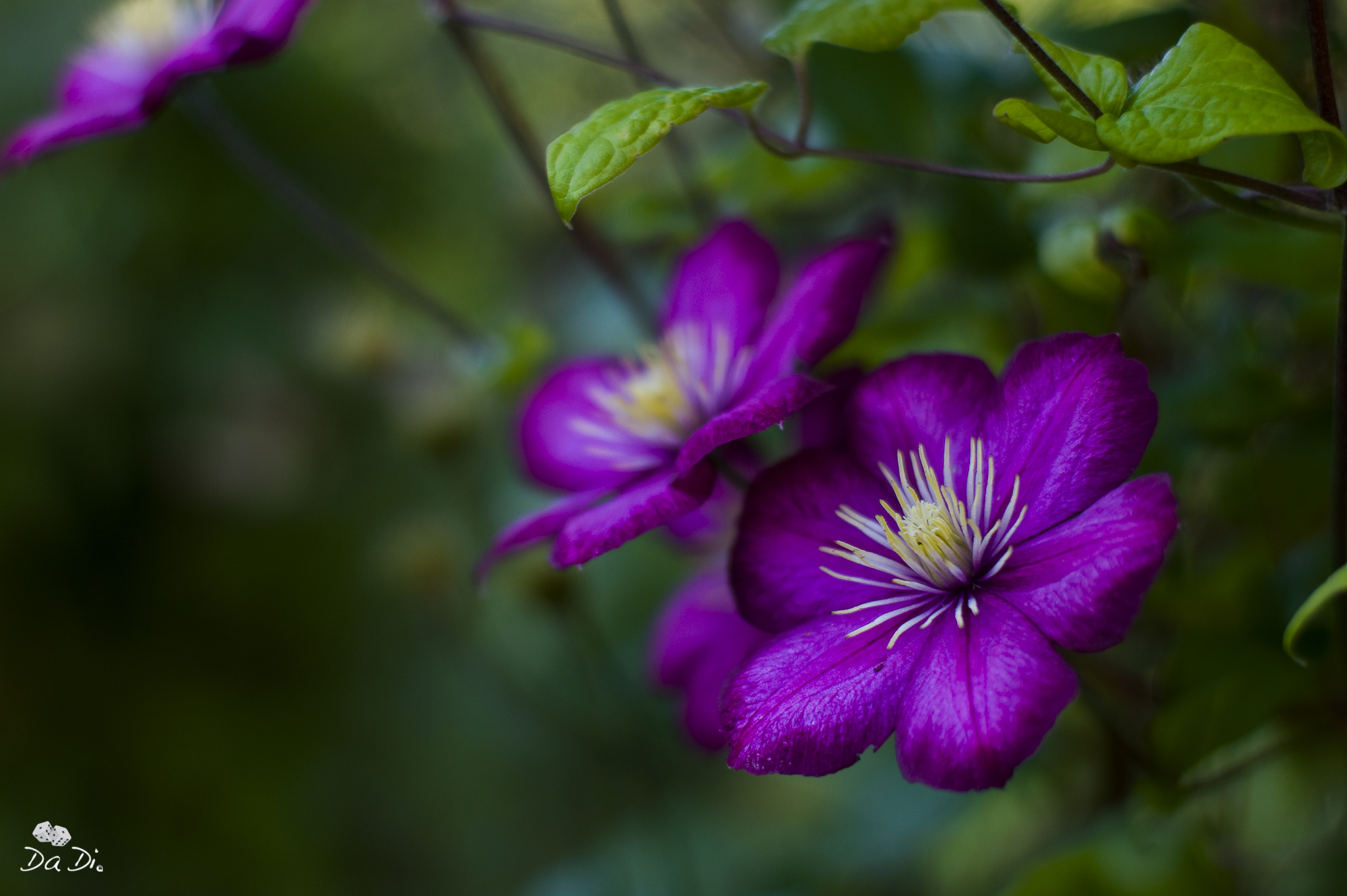 unknown but fashionable