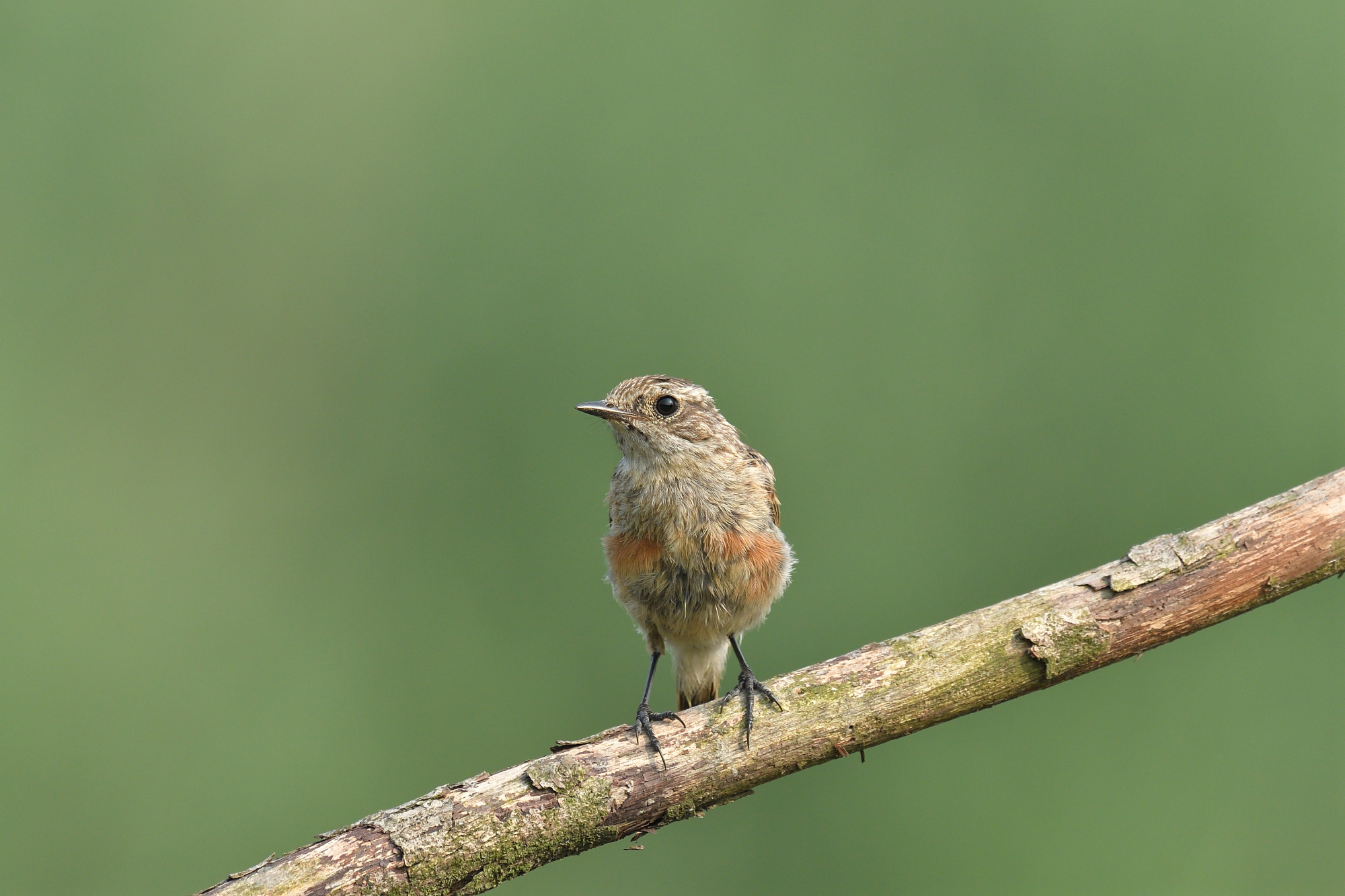 Young Man of Saltimpalo