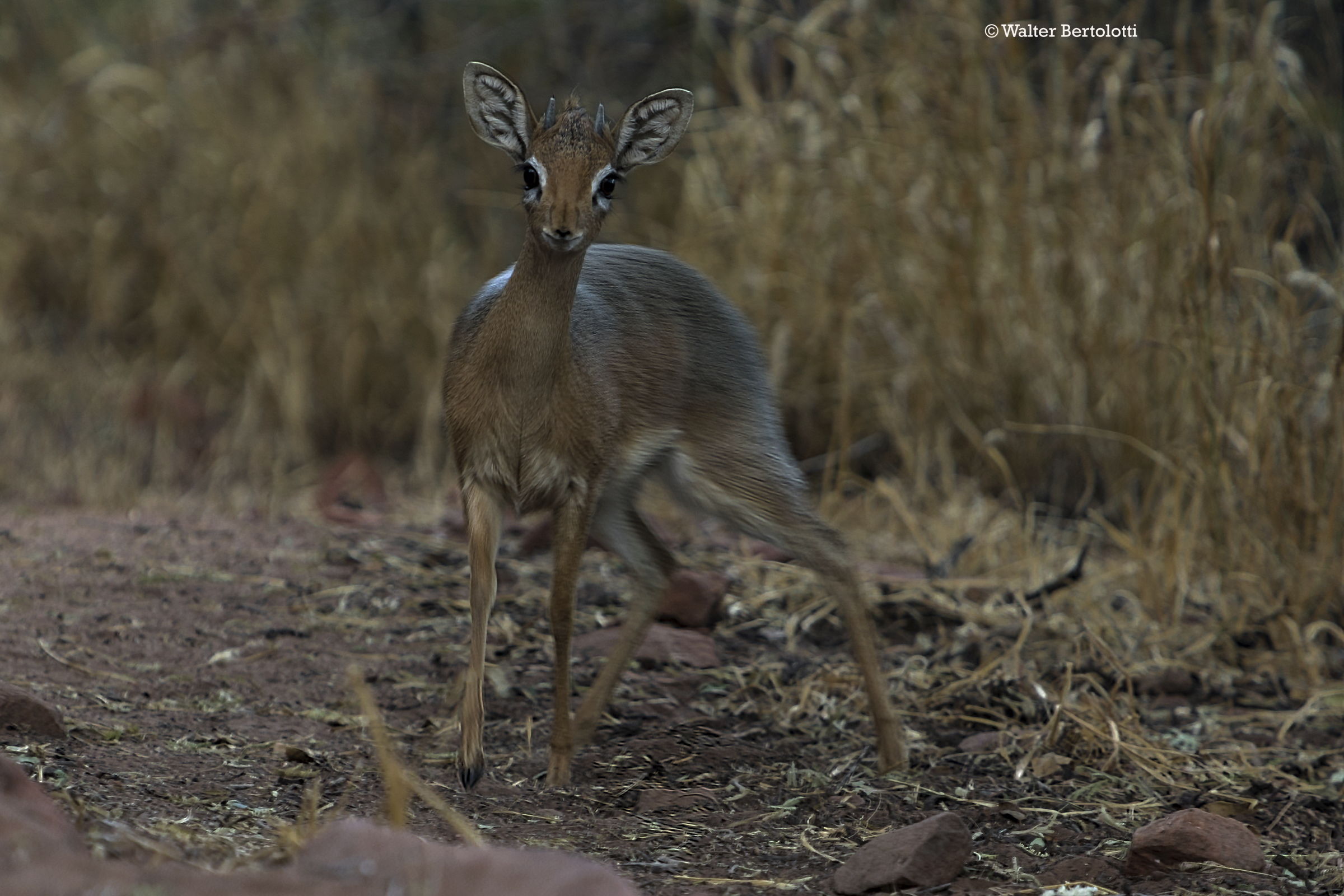 Damara Dik-Dik