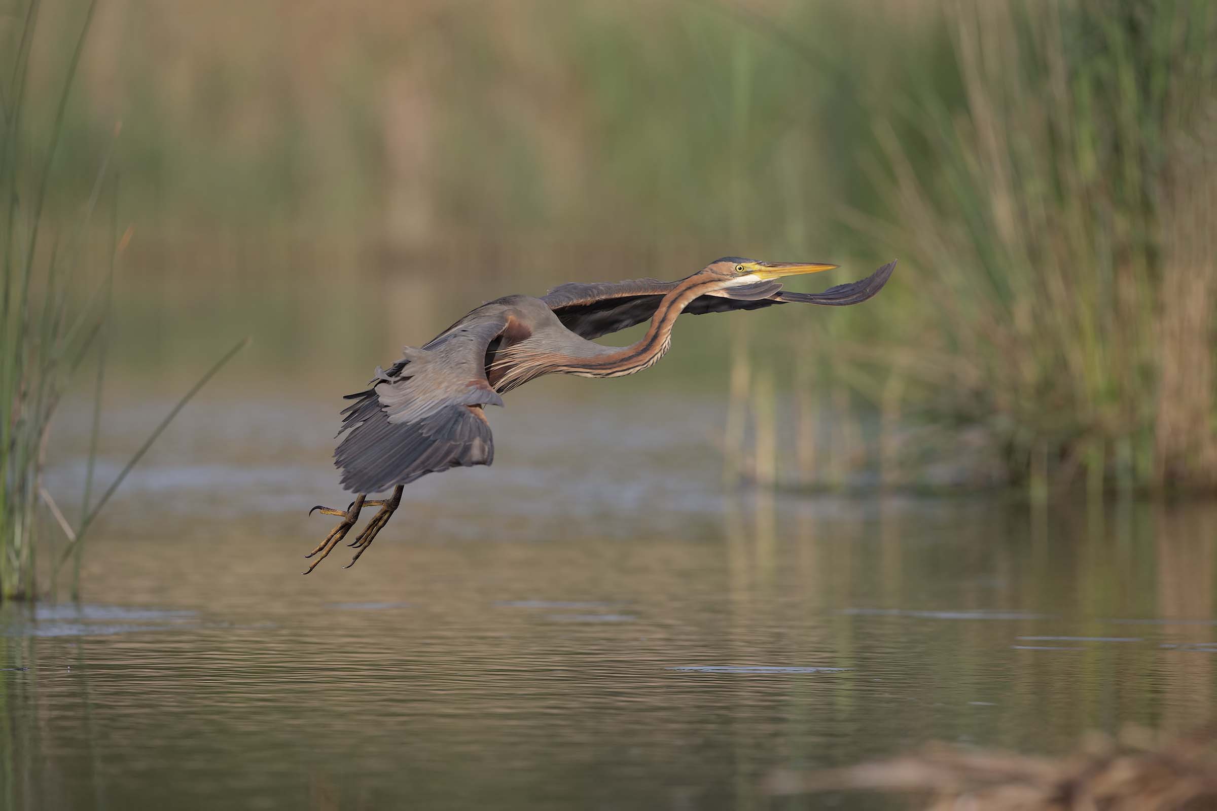 Red Heron