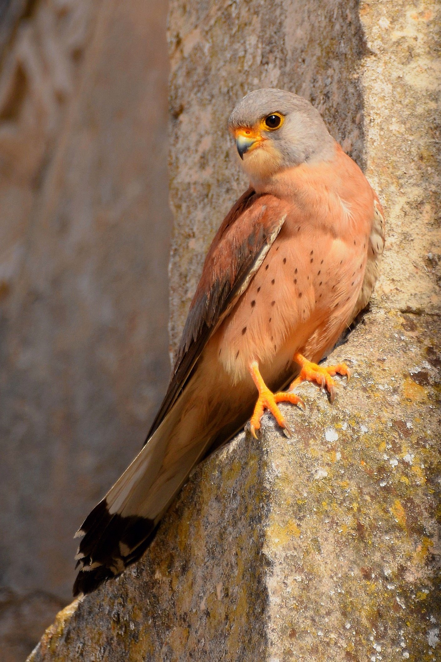 Falcon Lesser Kestrel