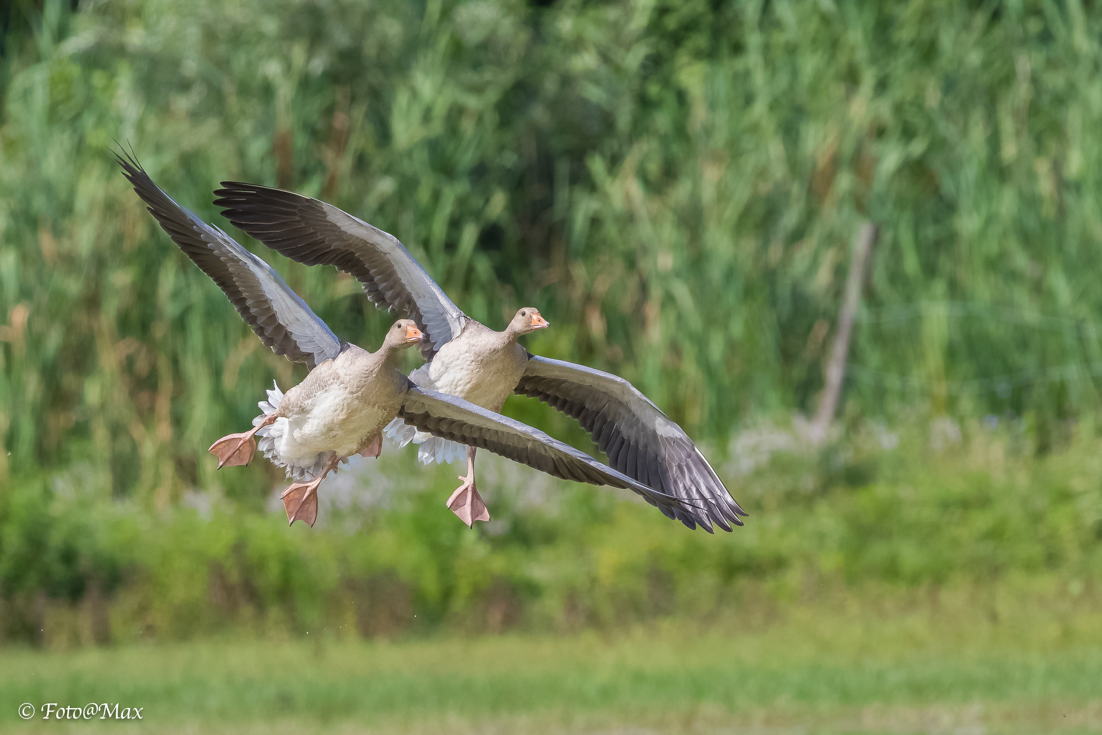 Adelina and Guendalina here