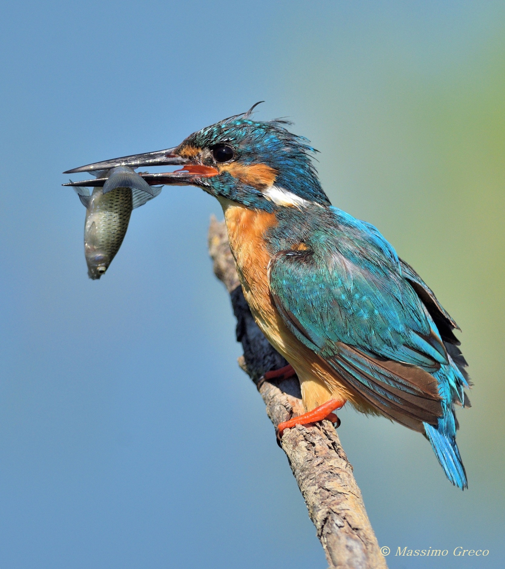 Kingfisher