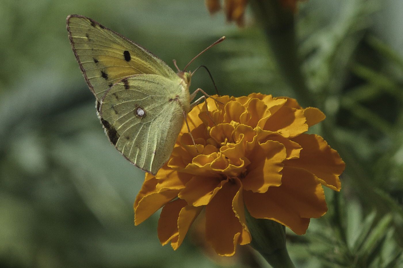 Colias Crocea e Tagete Patula