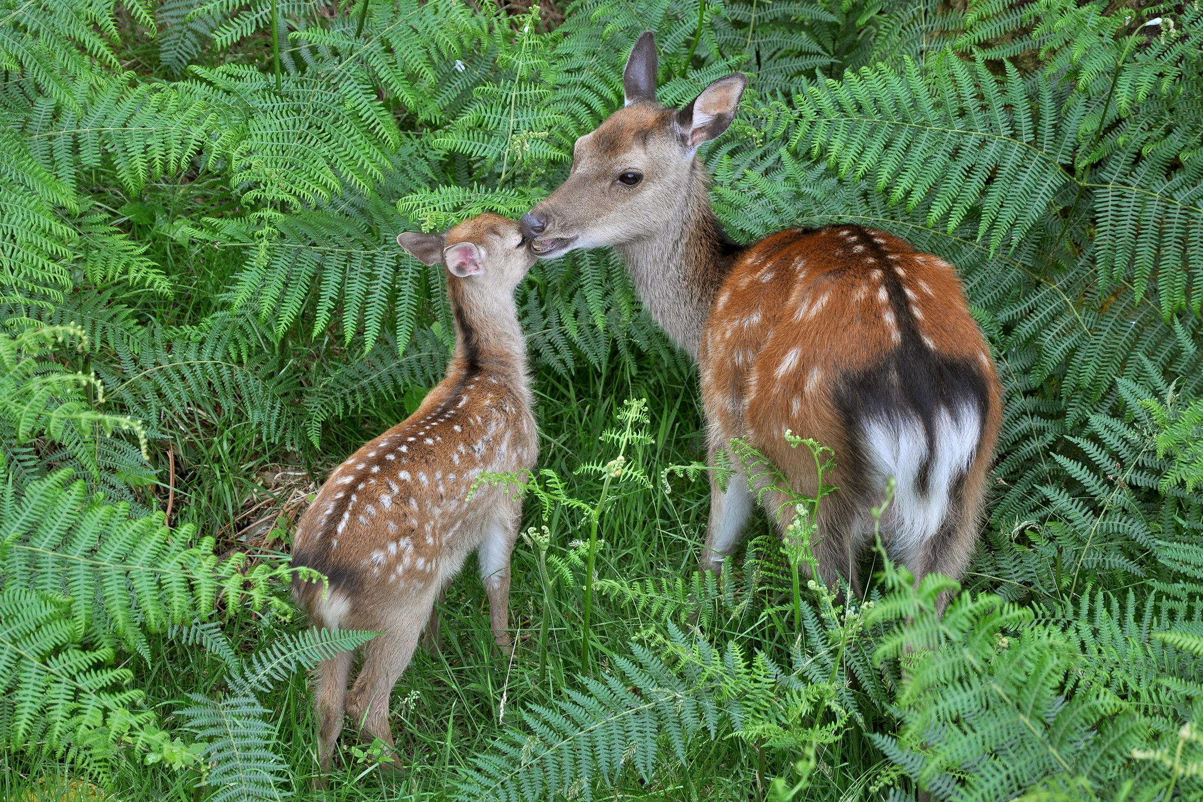 Deers