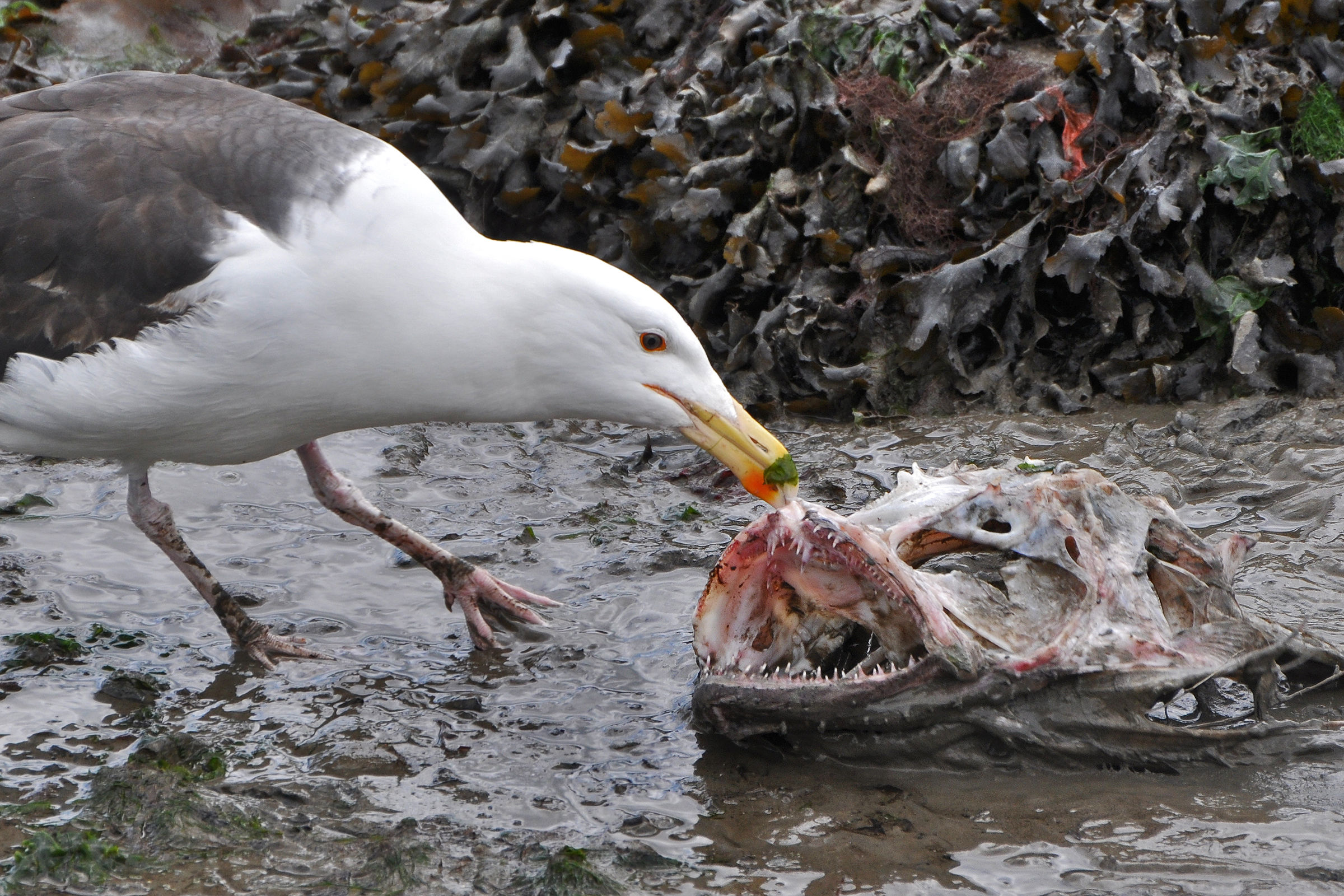 The Seagull and the monkfish