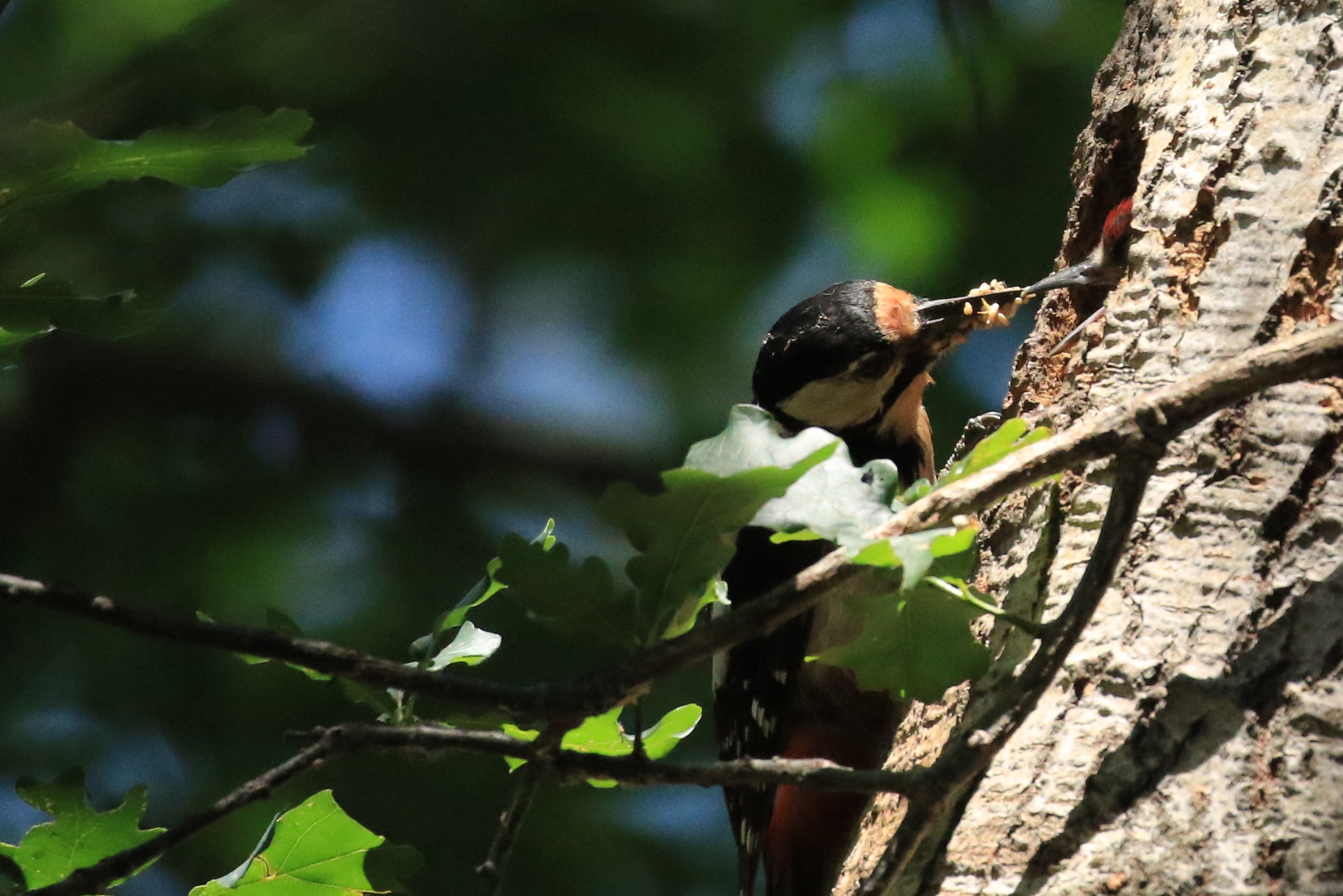 Quanto mangi tesoro bello