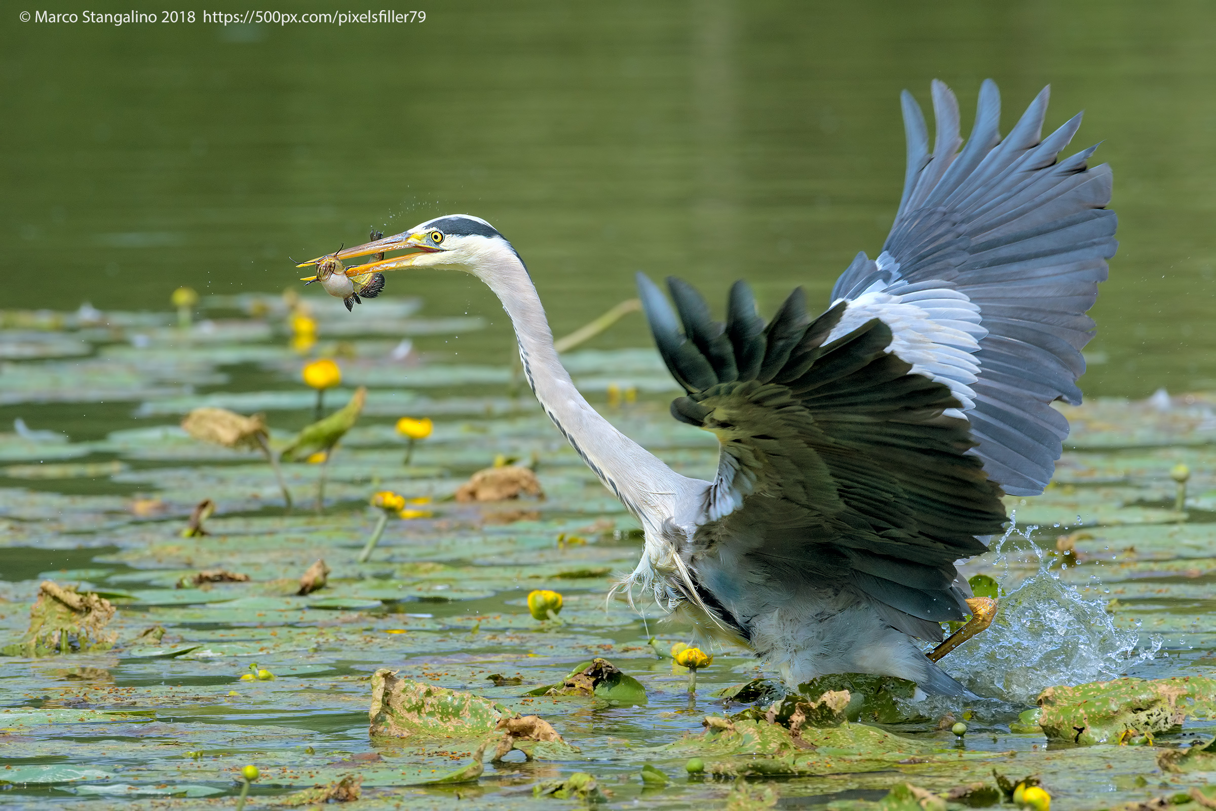 The catch.. For lunch