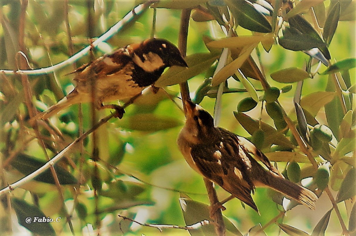 Mi darà un bacino???!!!!