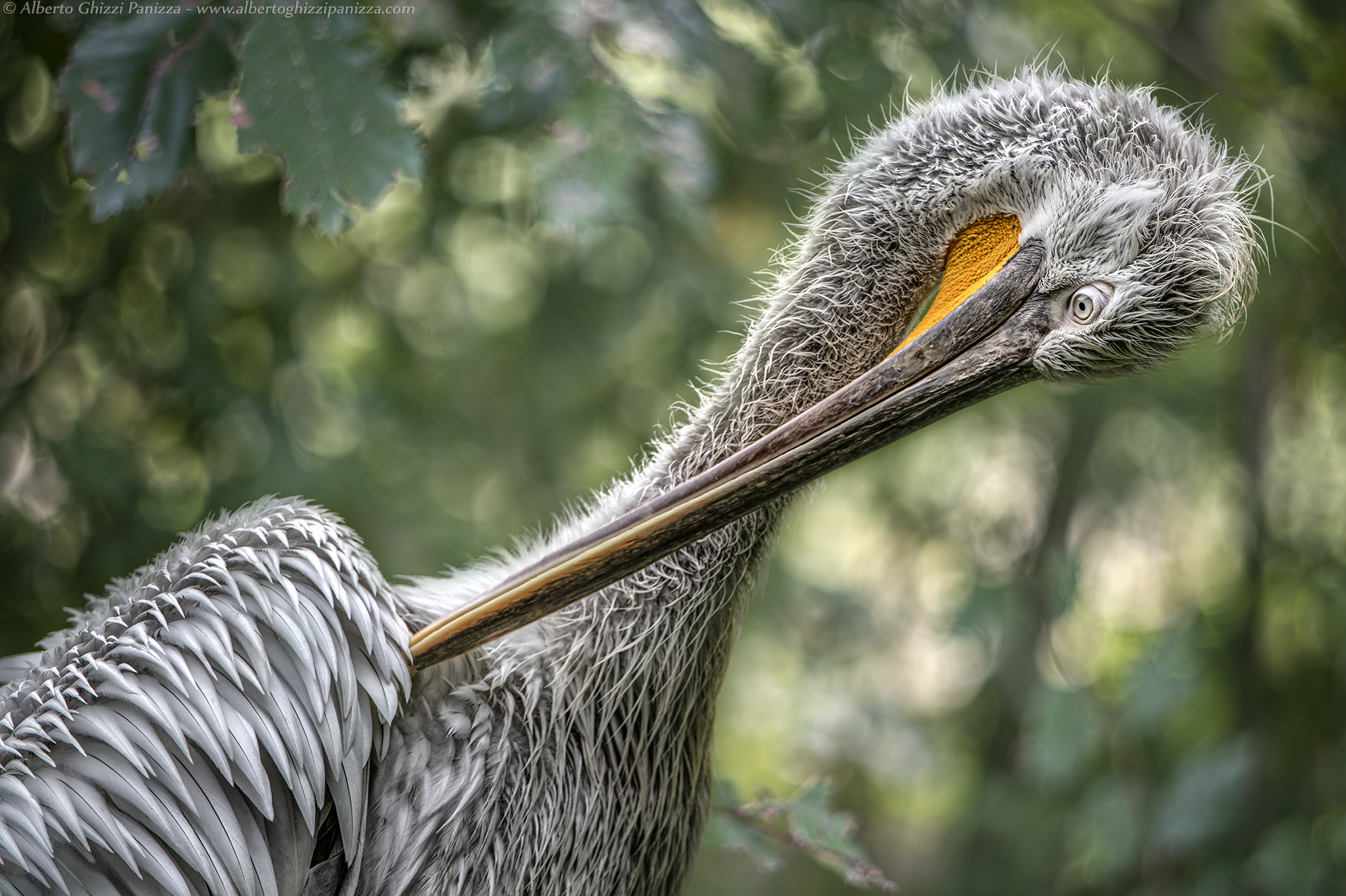 The Pelican Cleaning