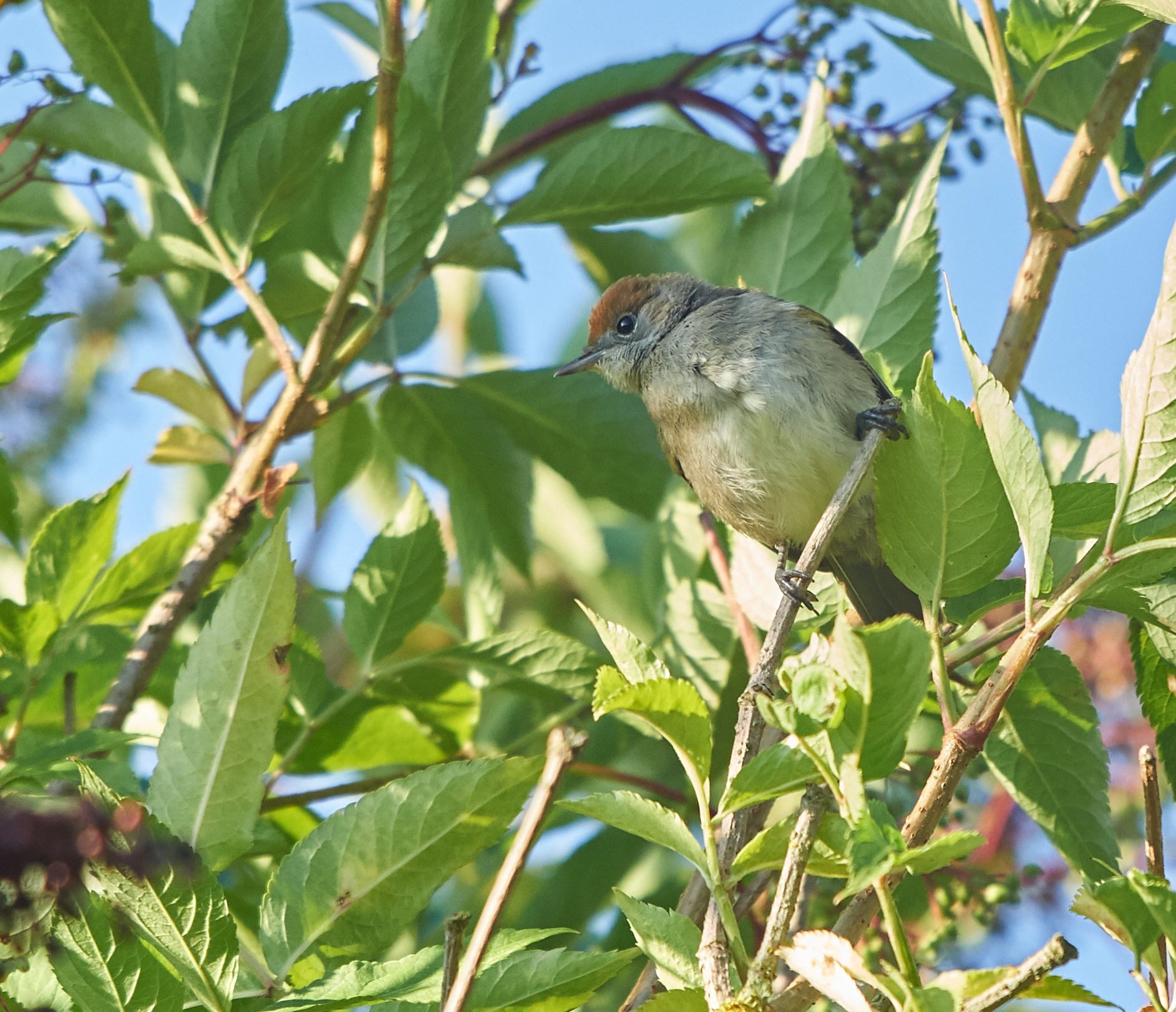 Giovane Capinera eurasiatico
