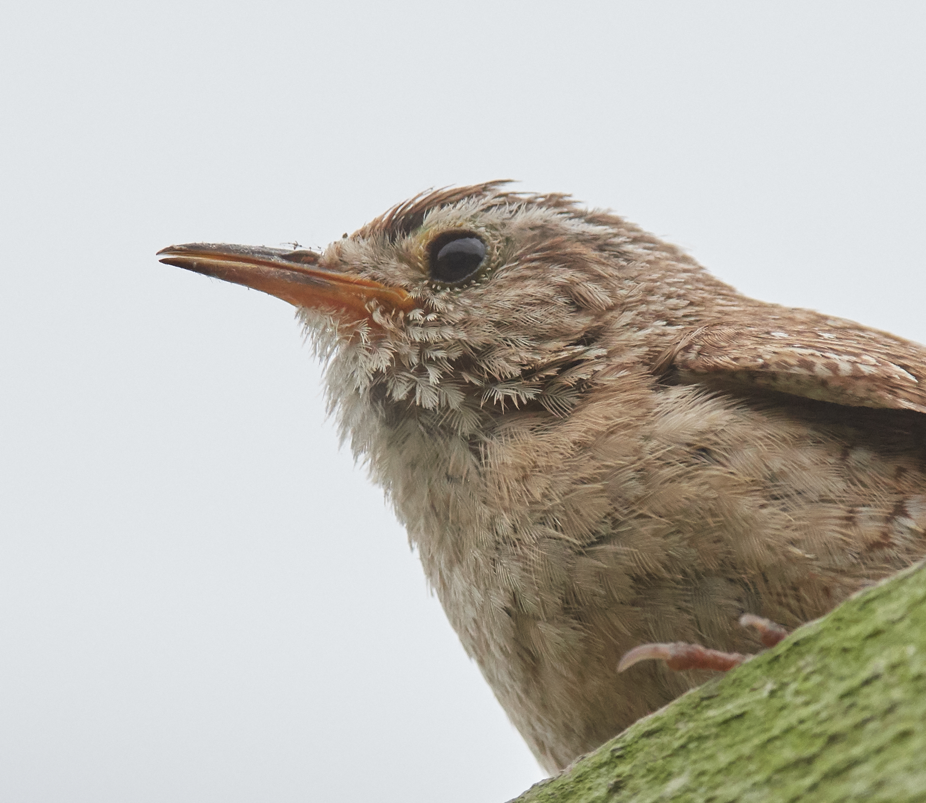 Wren
