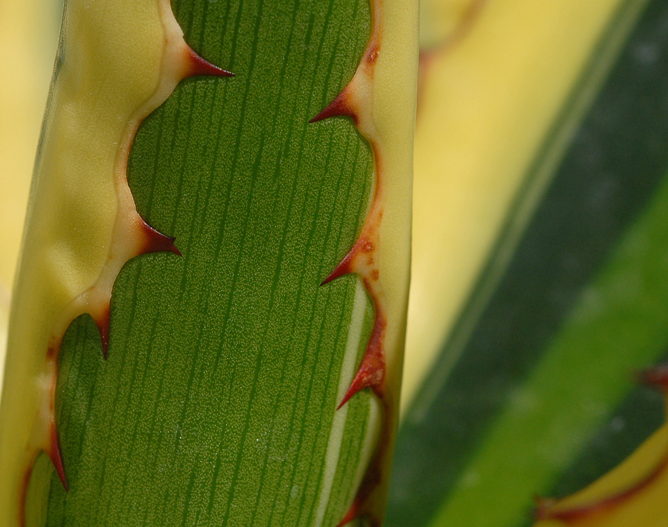 Agave sp.