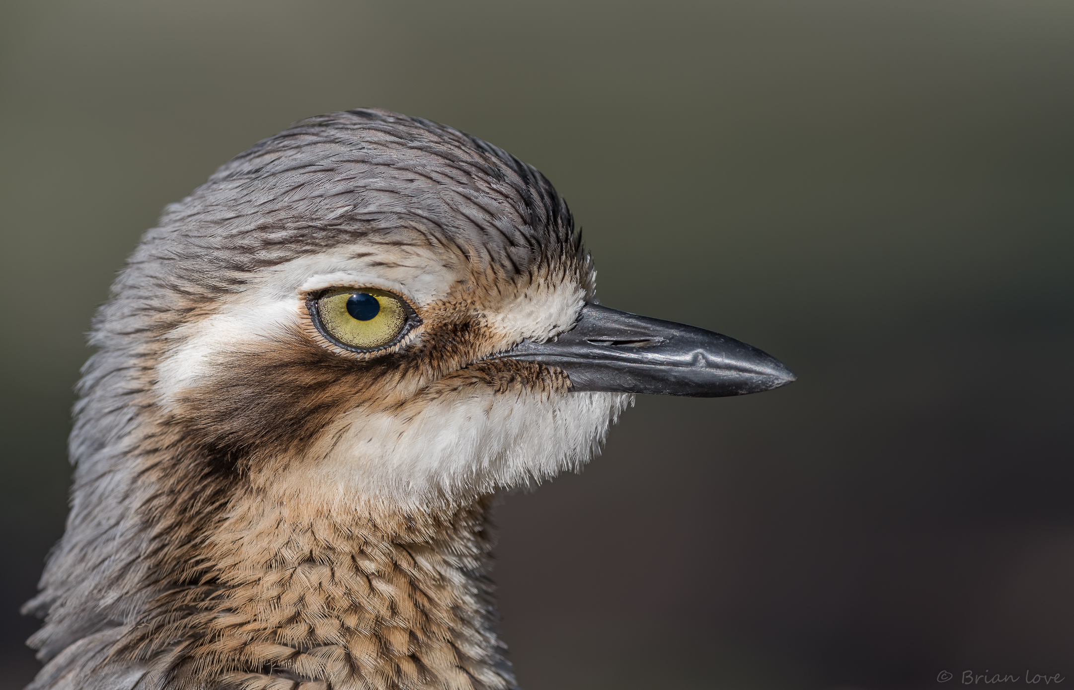 Cespuglio di pietra-chiurlo (Burhinus grallarius)