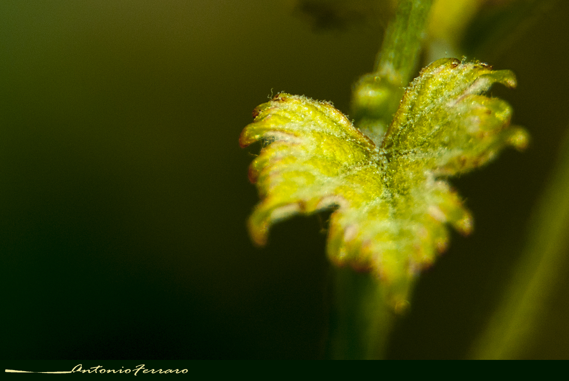 Macro-Folioline of the Aglianico Vine
