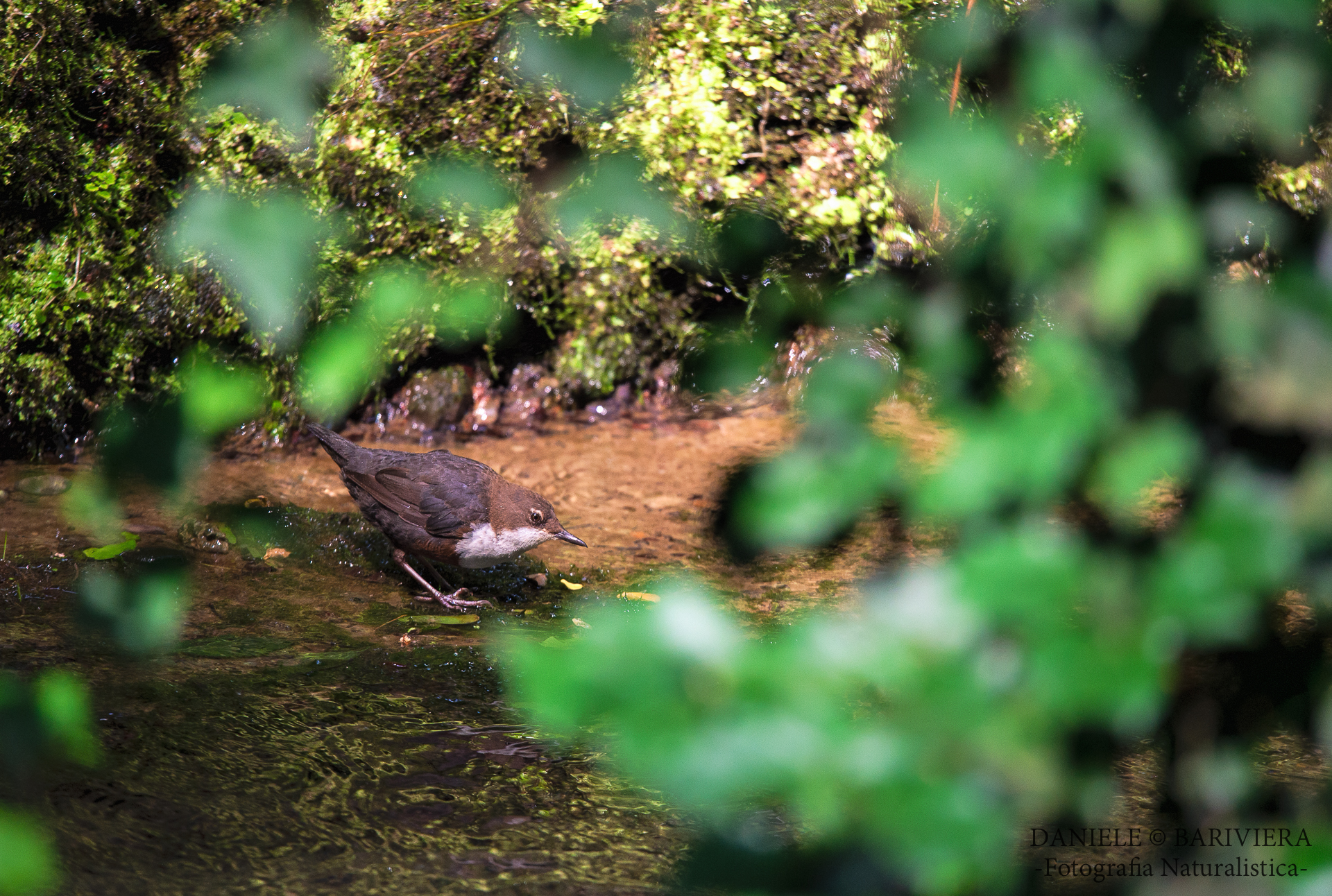 Incastonato nelle foglie