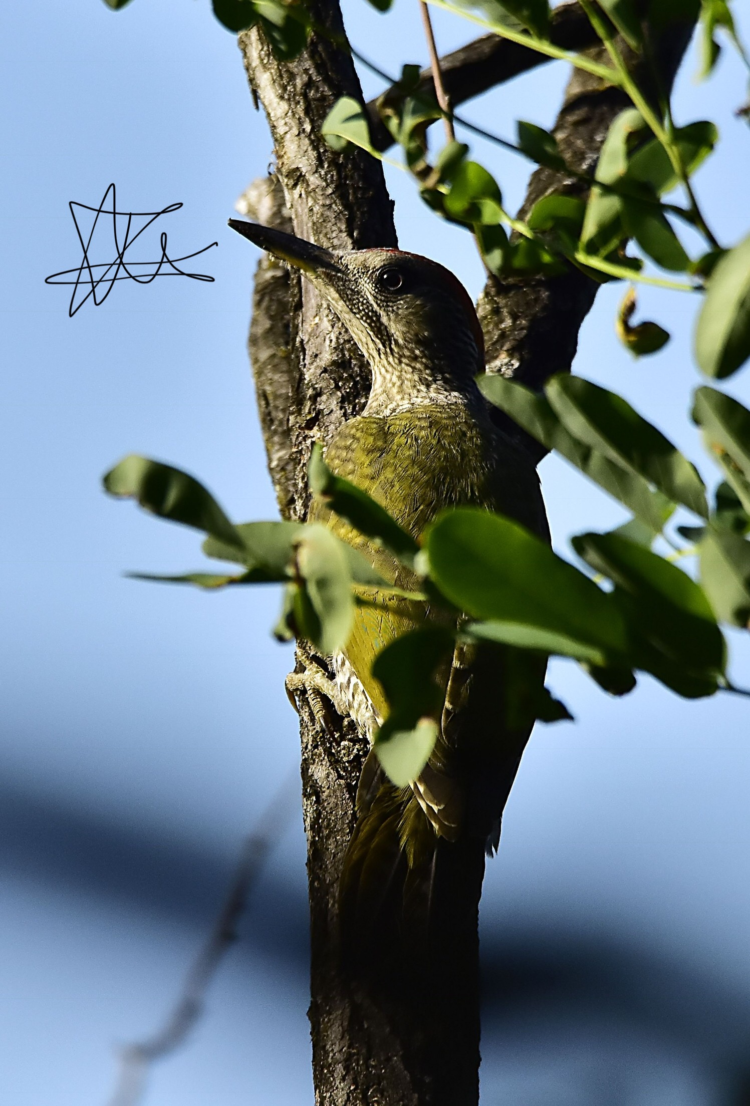 Green Woodpeckers