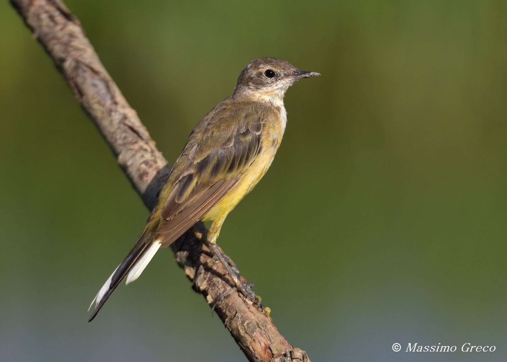 Cutrettola (Motacilla flava)