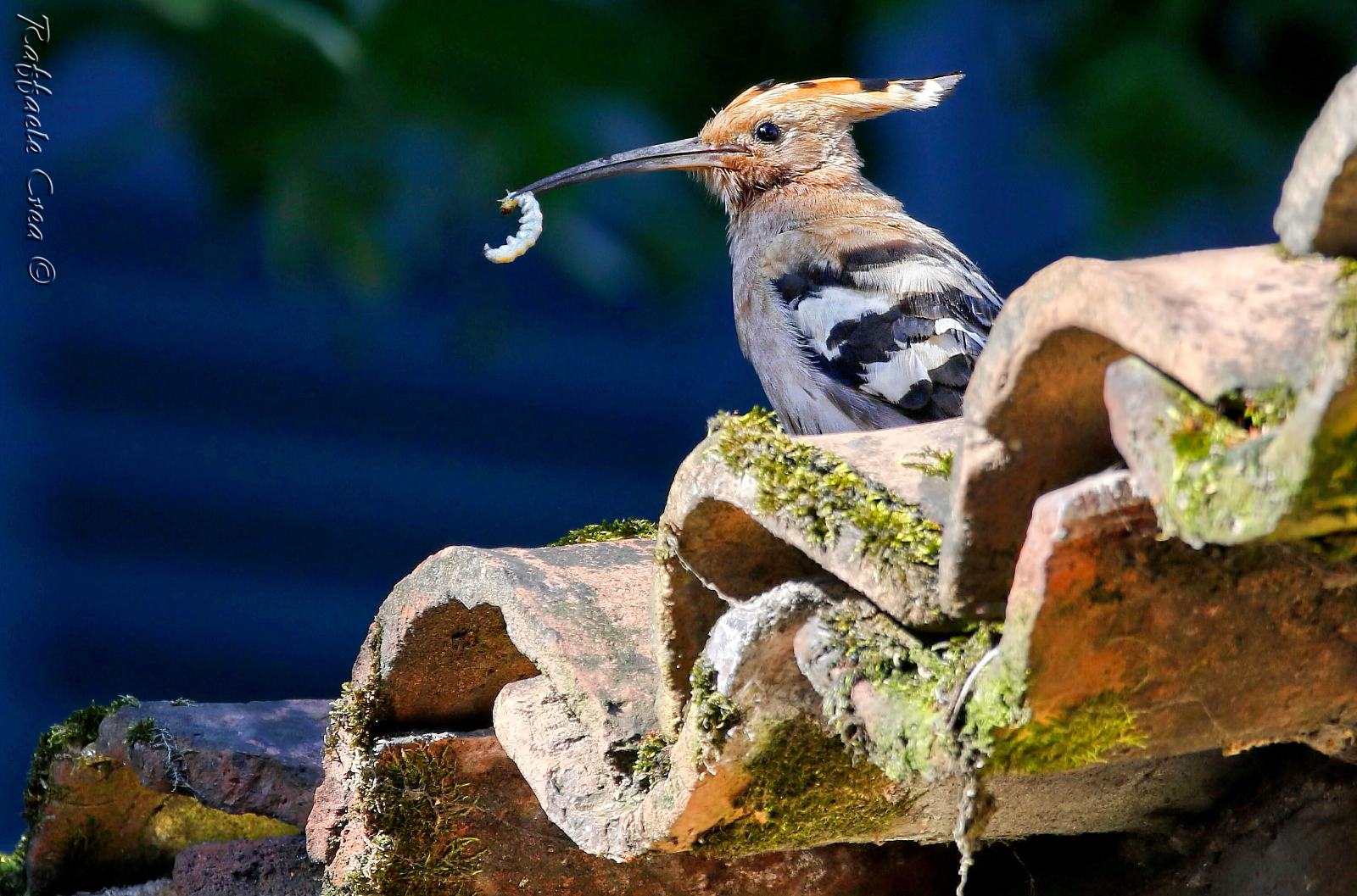 Hoopoe with Prey