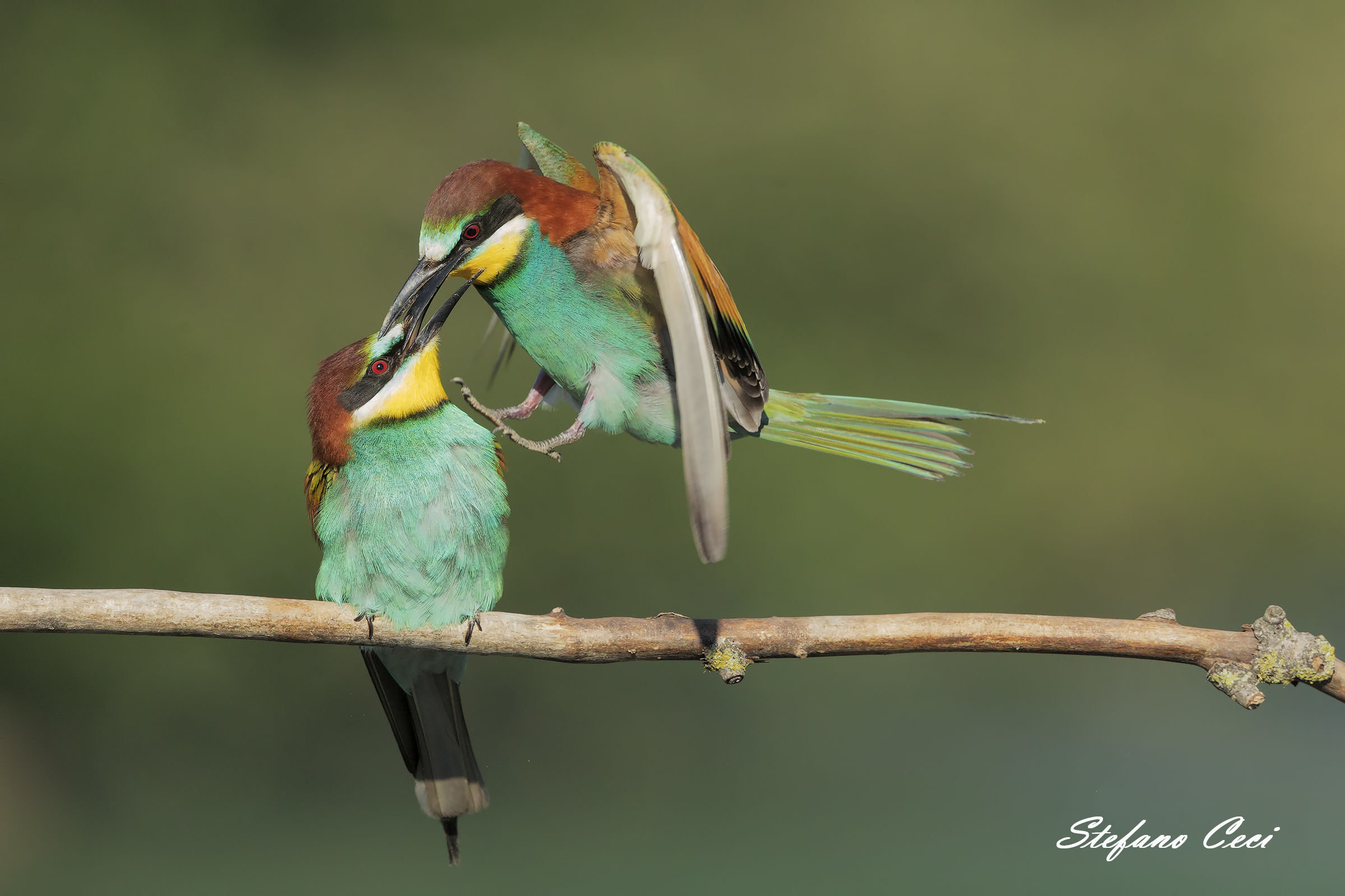 incontro poco socievole