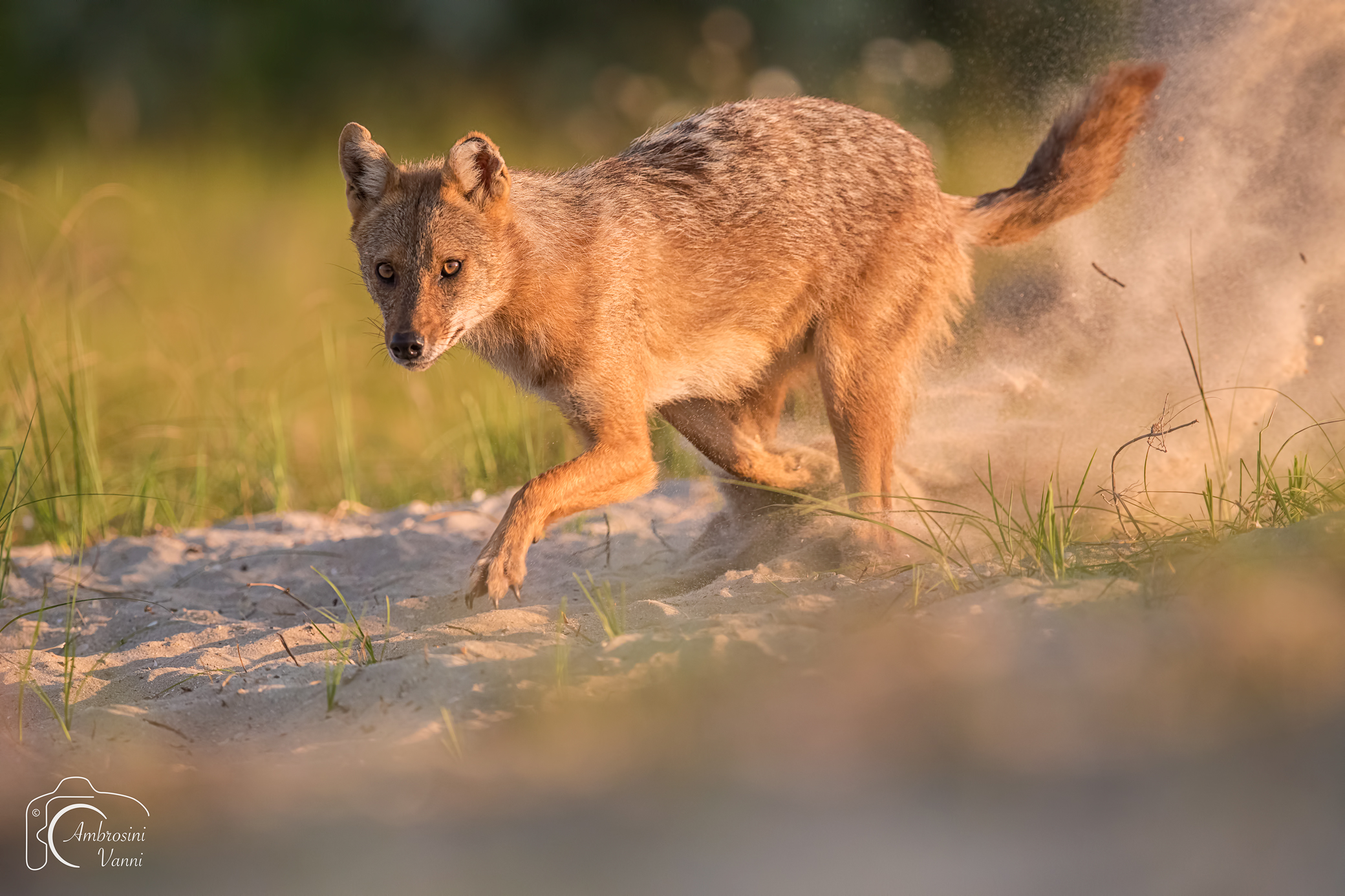 Golden Jackal
