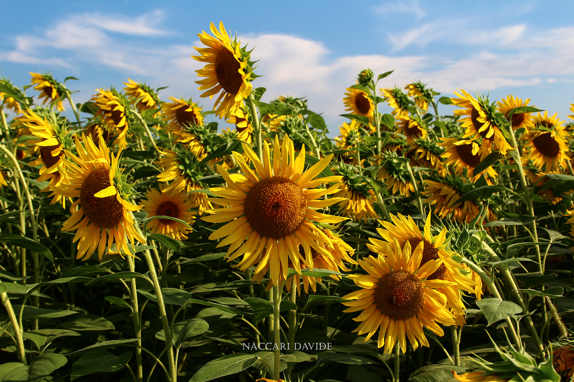 Last sun of the end of the day.