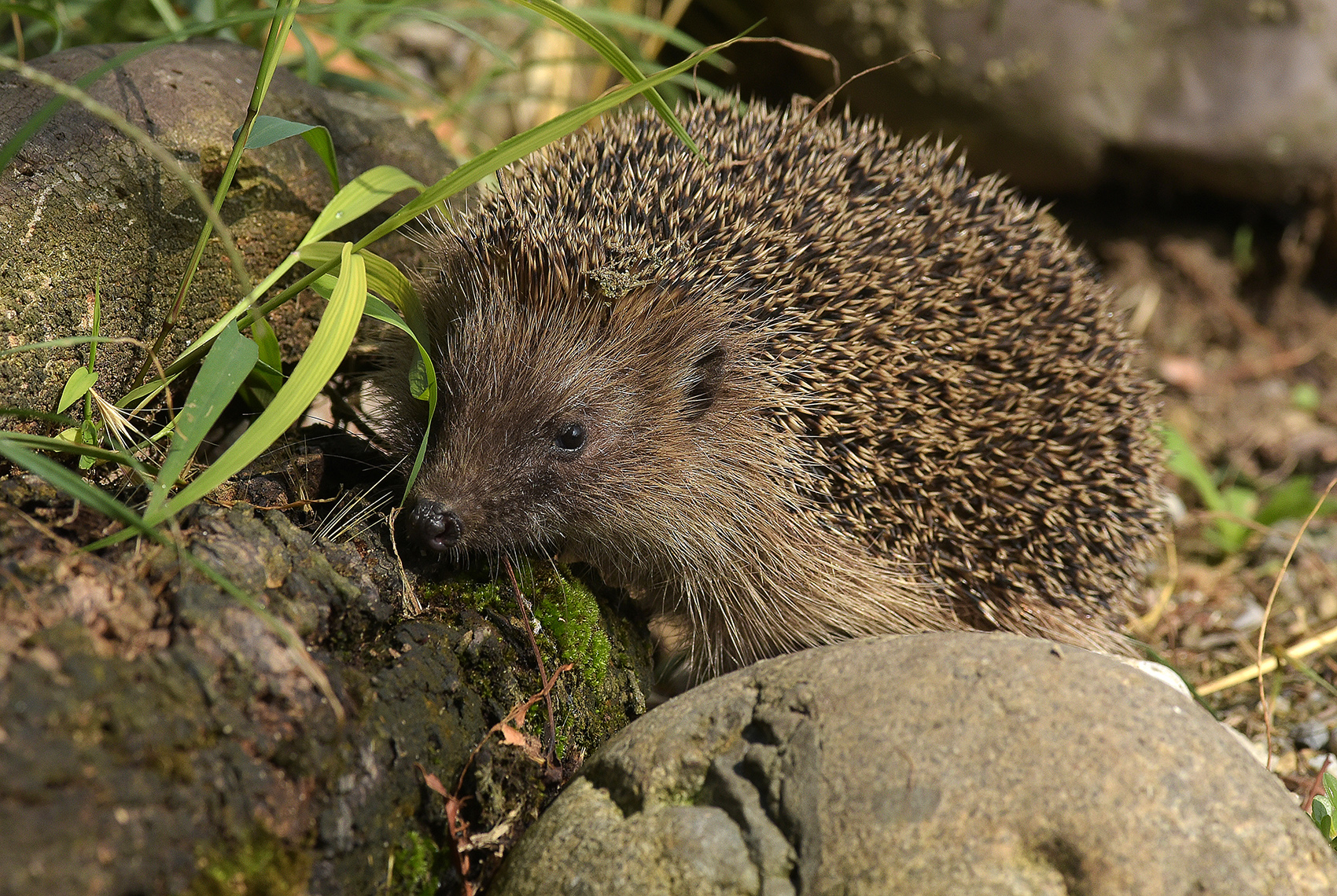 Porcupine in Daytime Walk
