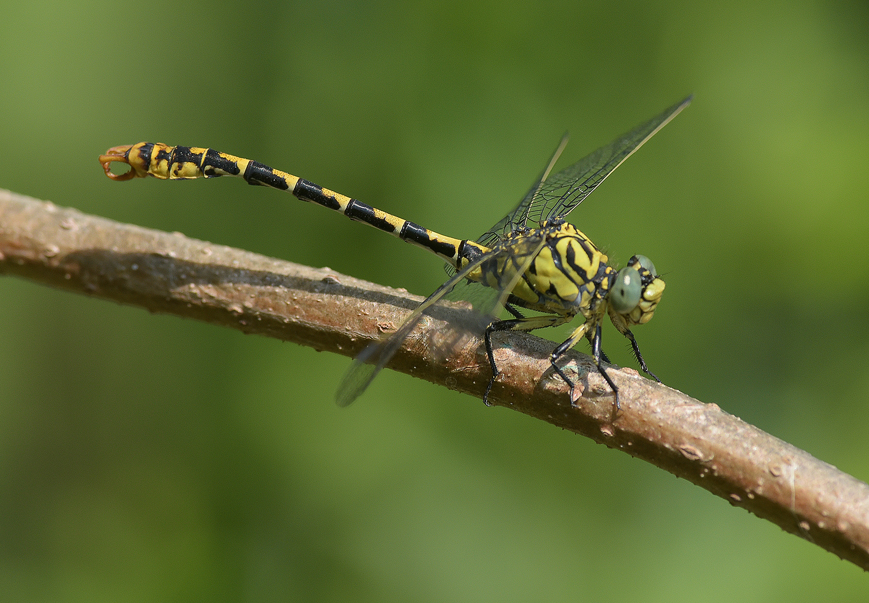 Onychogomphus forcipatus U. Male