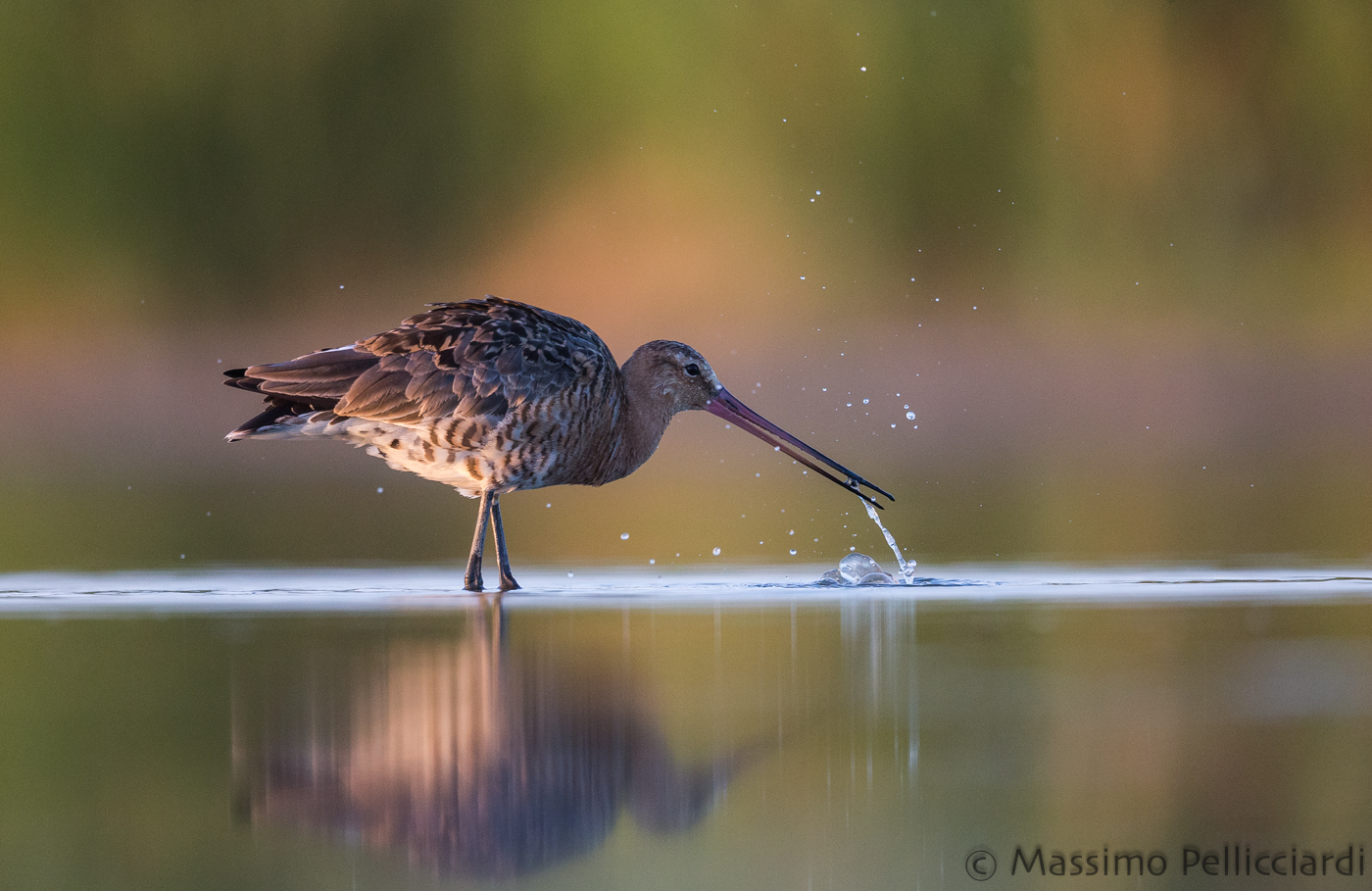 Pittima reale in alimentazione