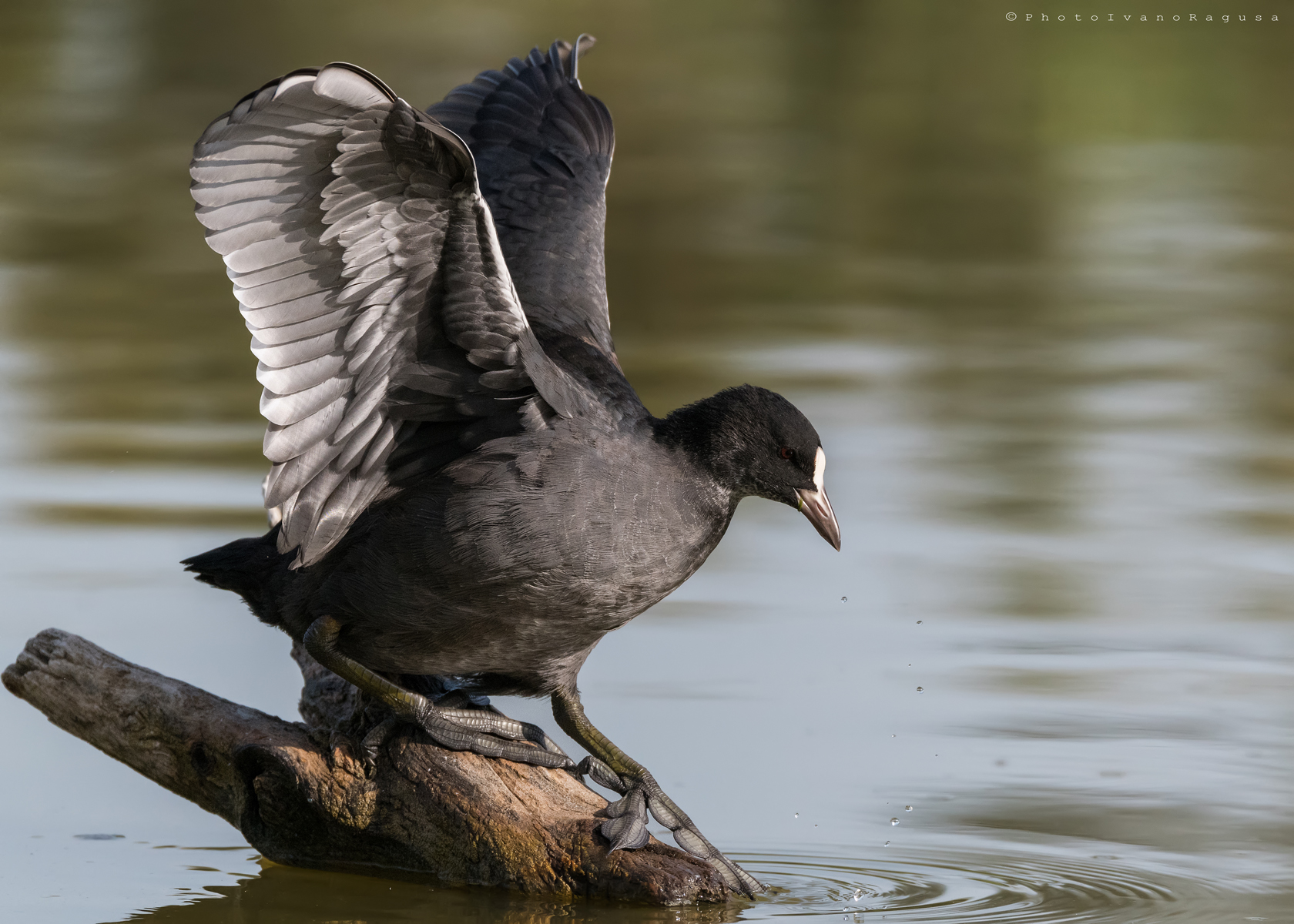 Coot
