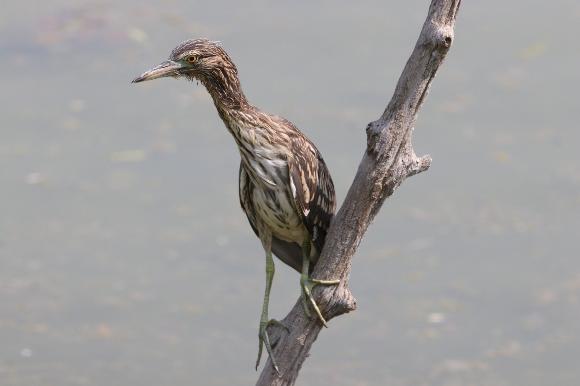 Giovane nitticora dopo il tuffo