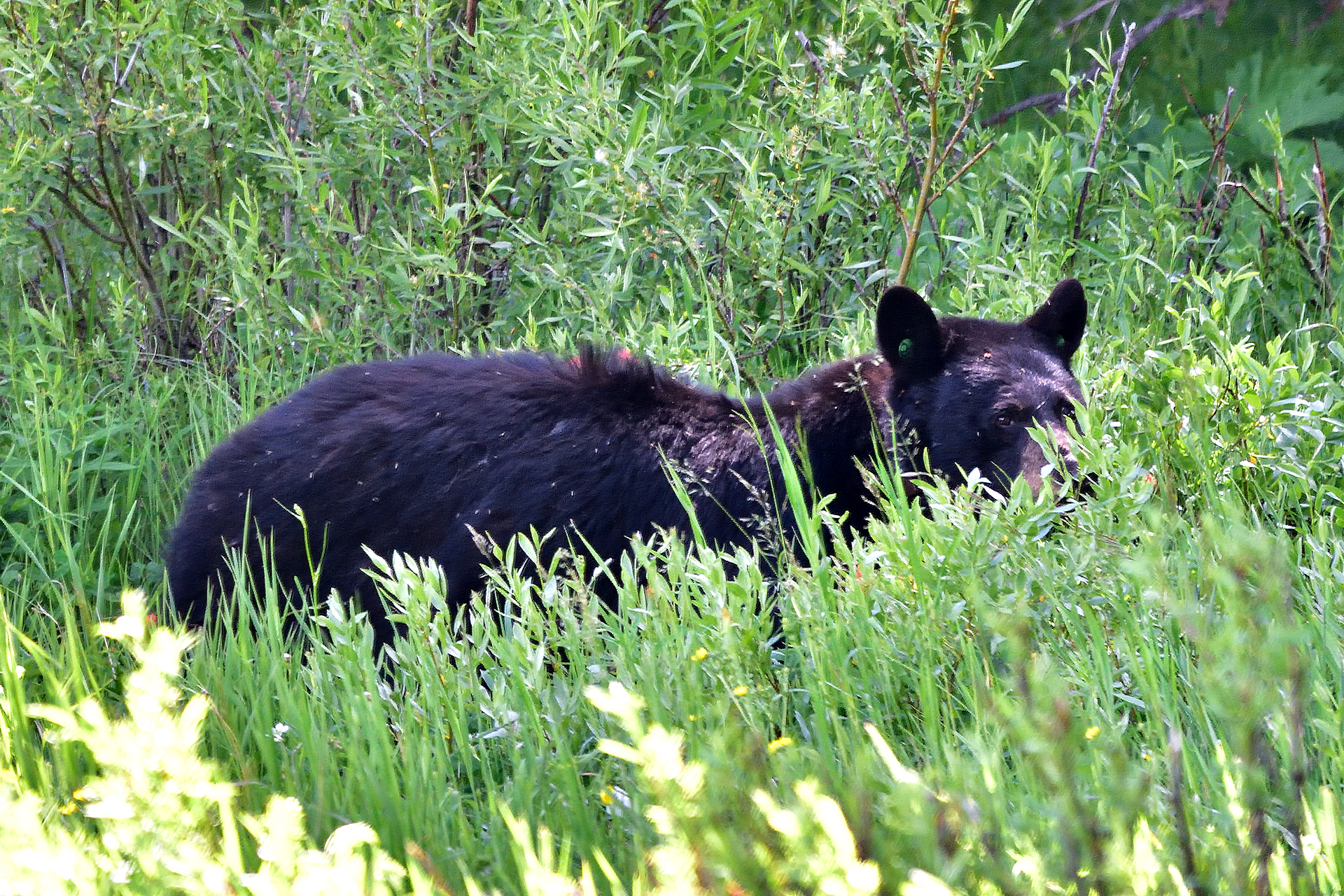 orso - Yellowstone