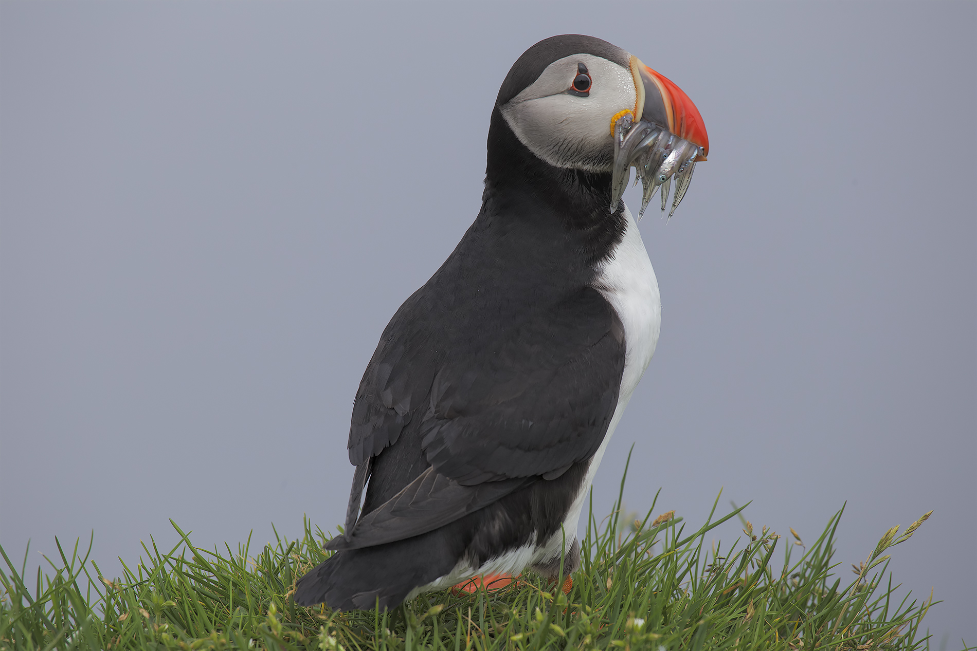 Puffin