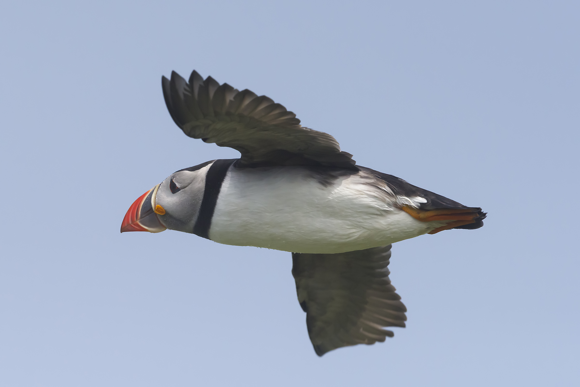 Puffin in volo